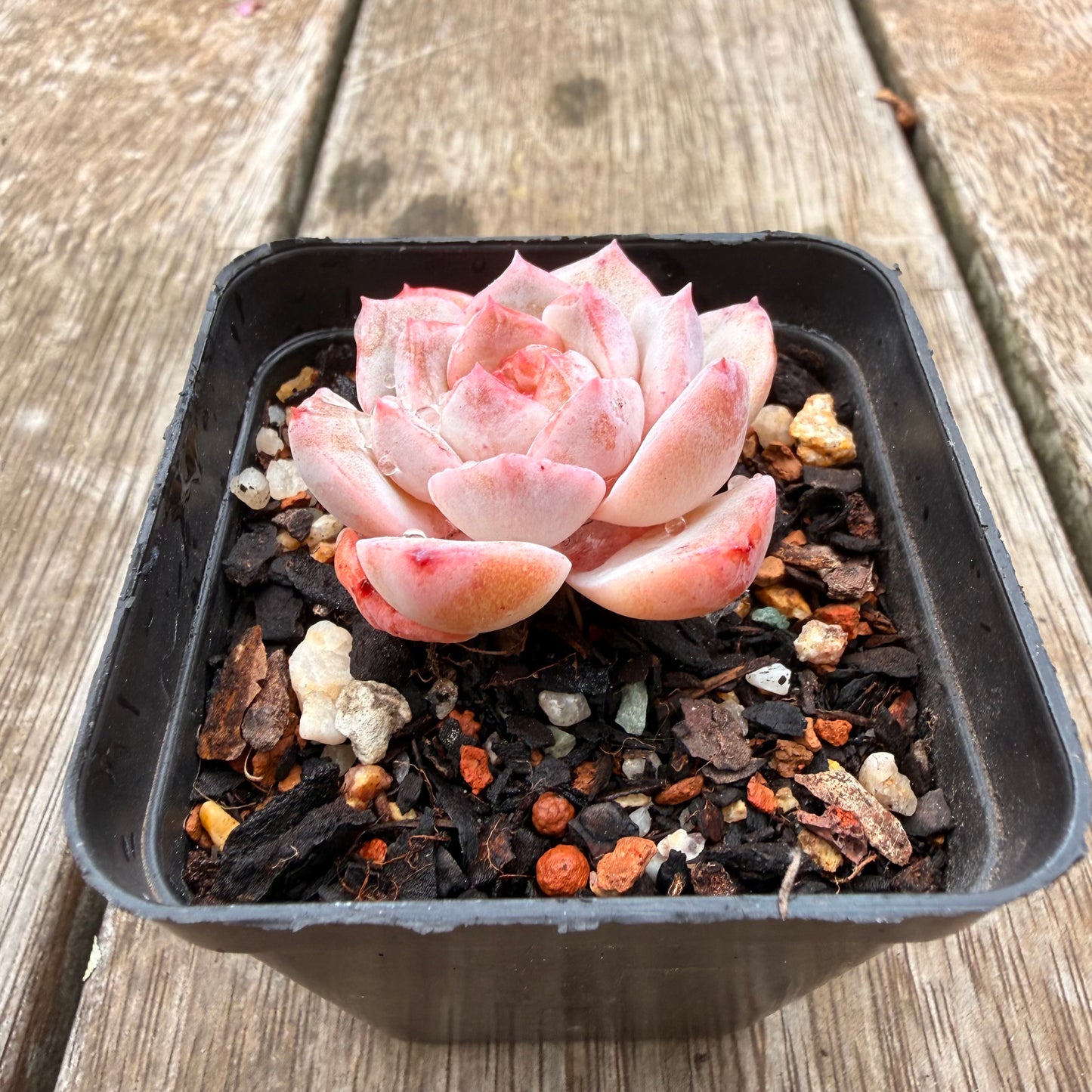 0704 Echeveria 'Pink Diamond' (Candy heart)
