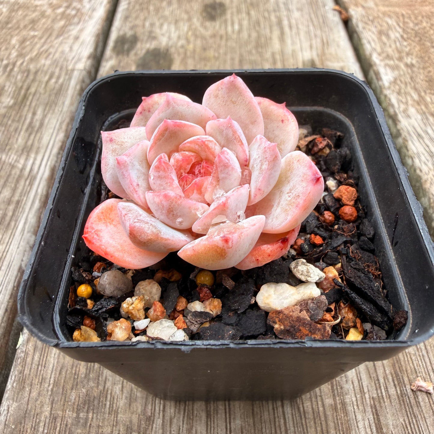 0704 Echeveria 'Pink Diamond' (Candy heart)