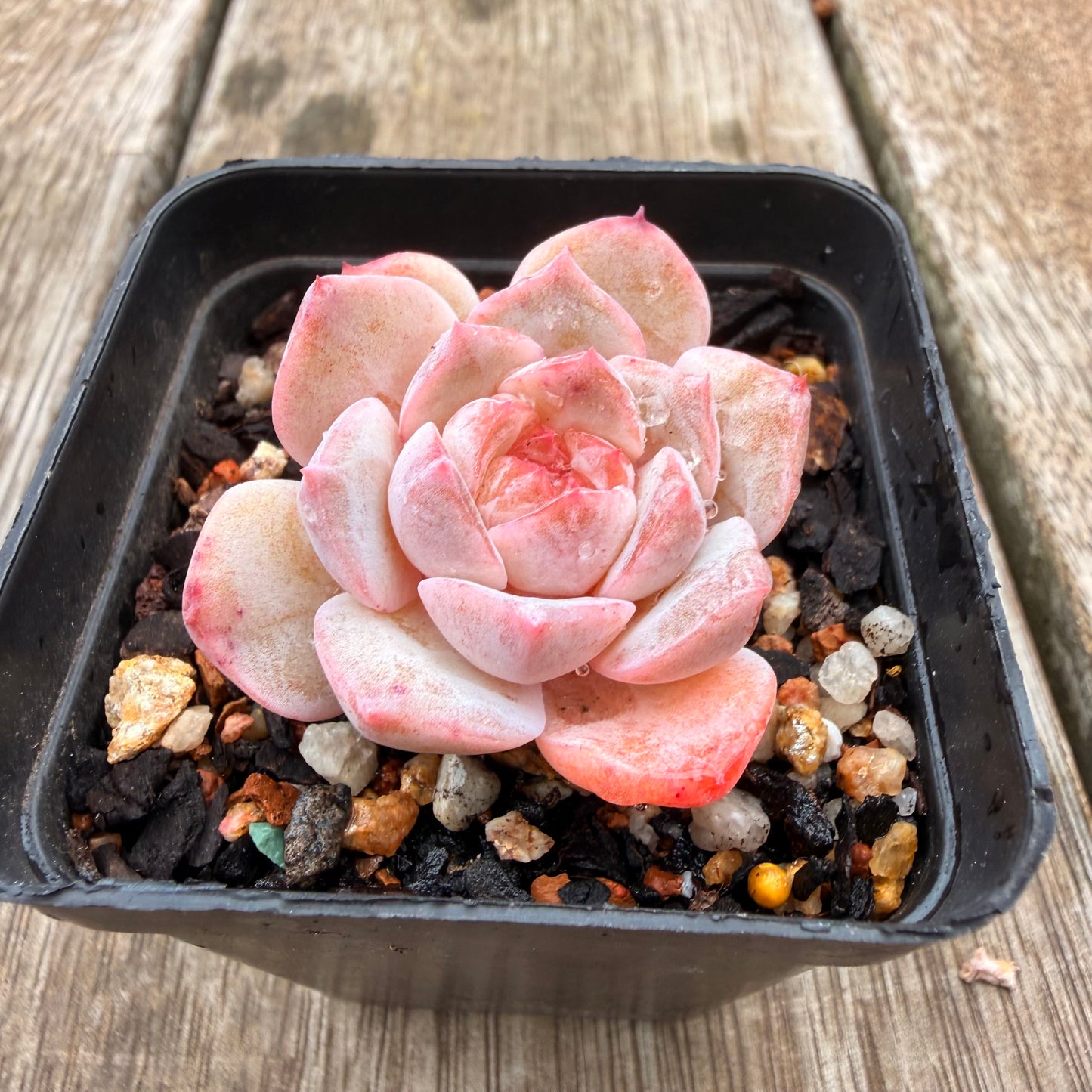 0704 Echeveria 'Pink Diamond' (Candy heart)