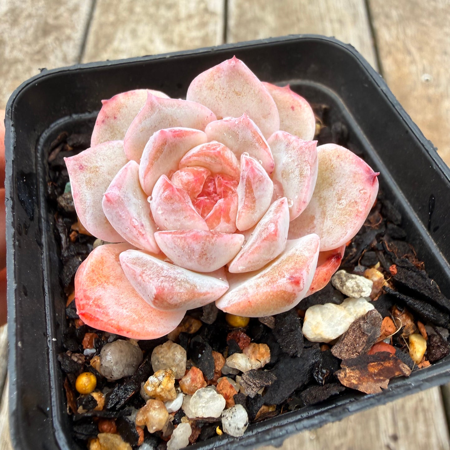 0704 Echeveria 'Pink Diamond' (Candy heart)