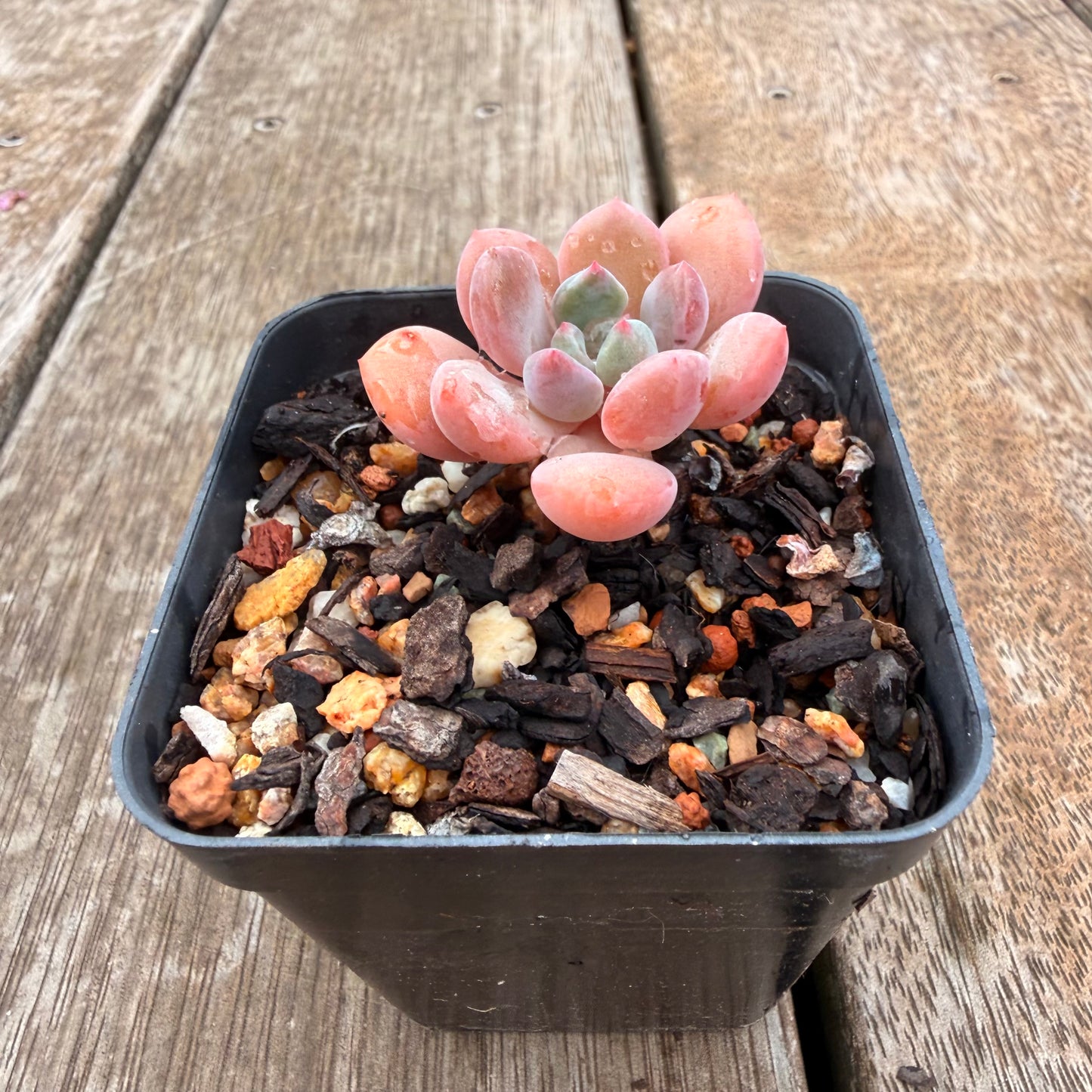 0704 橙子露