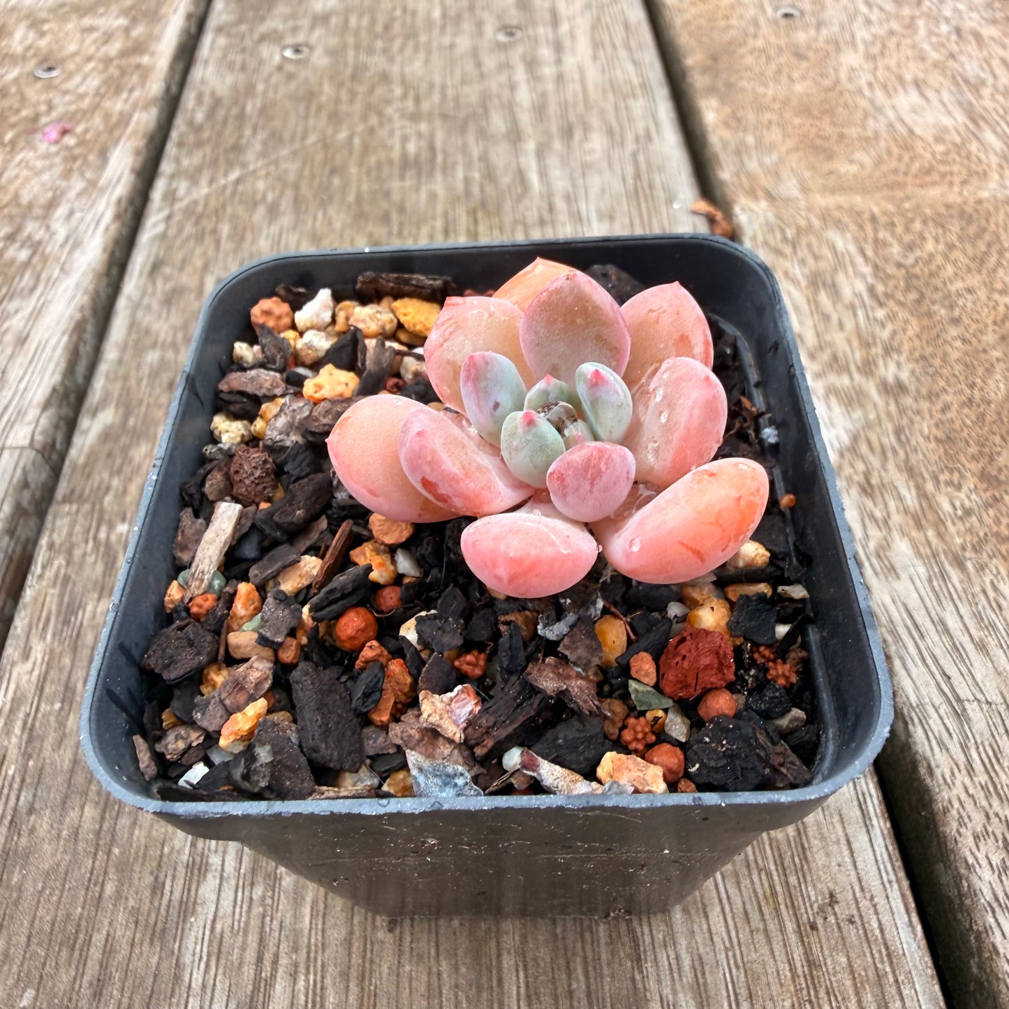 0704 橙子露