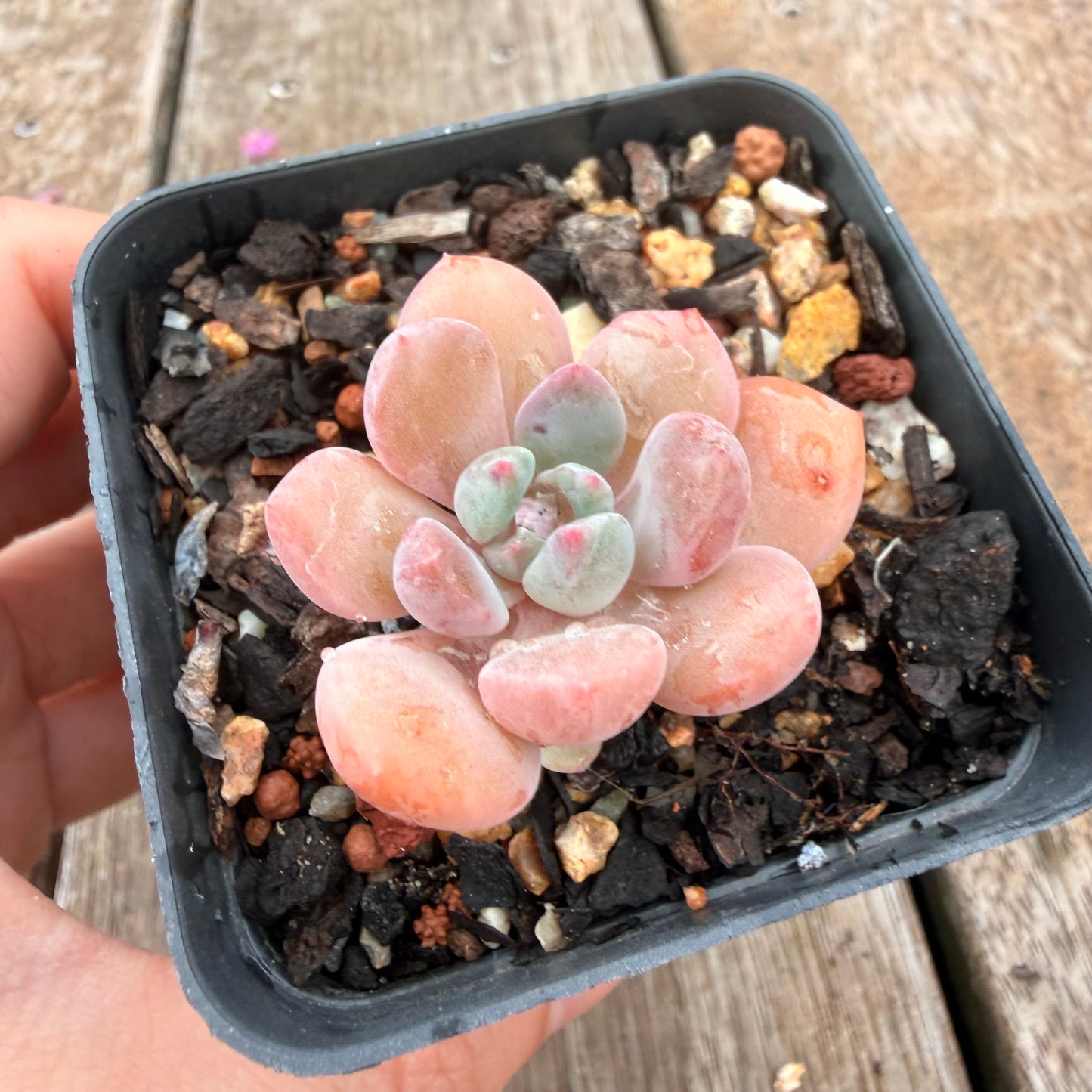 0704 橙子露