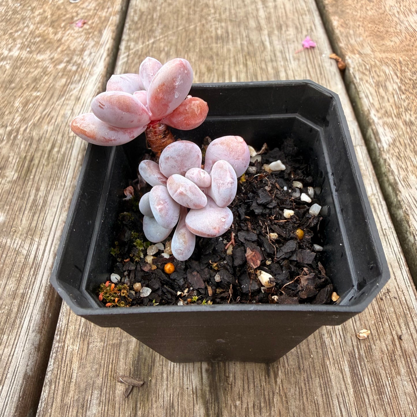 0704 雪桃