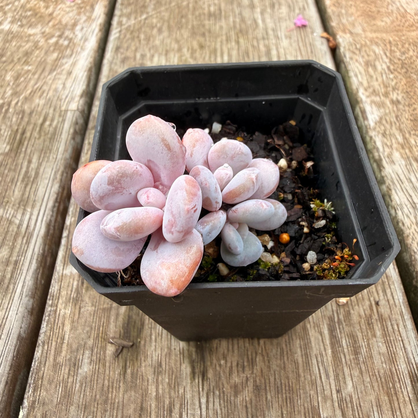 0704 雪桃