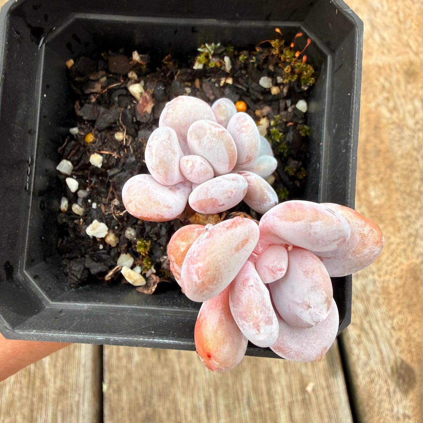 0704 雪桃