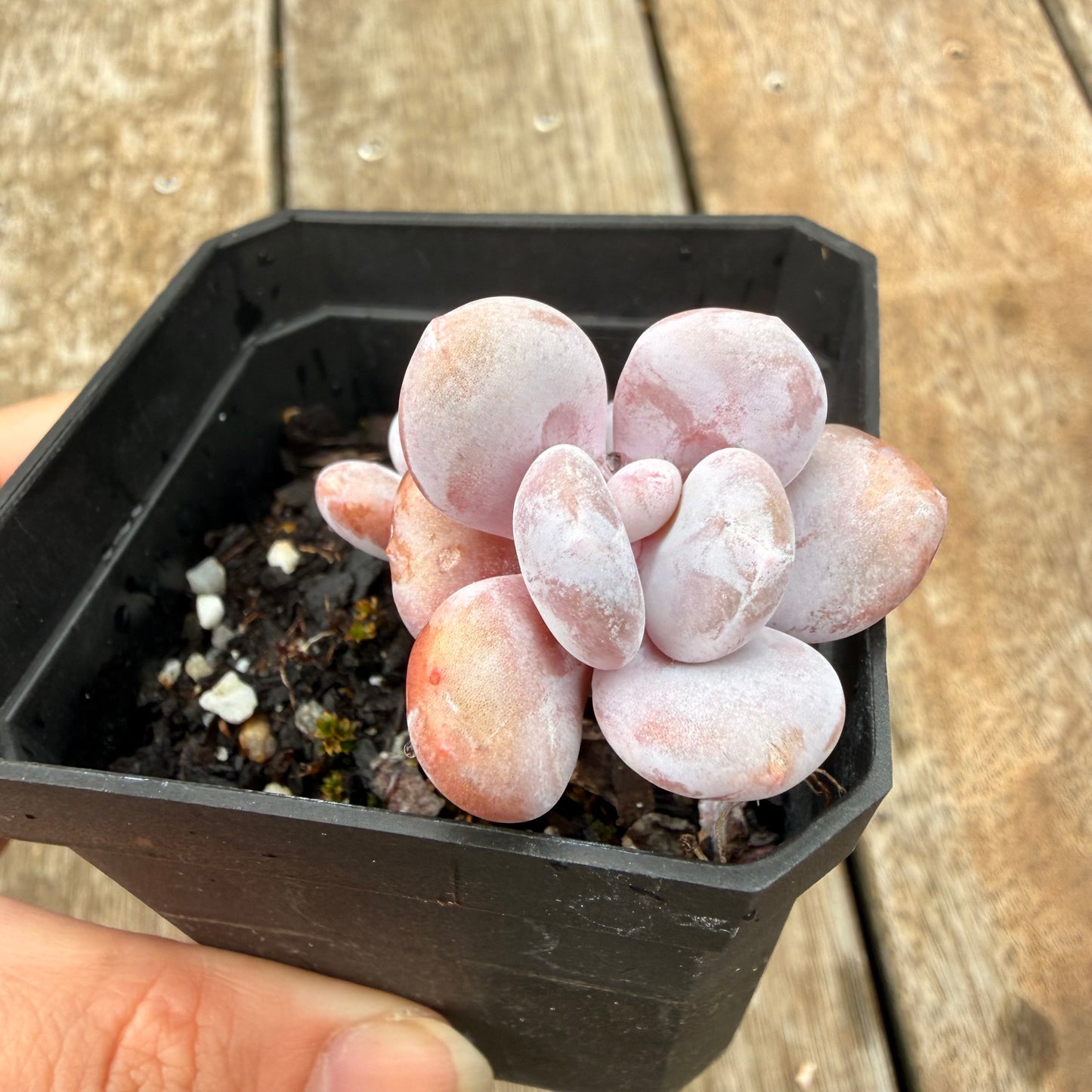 0704 雪桃