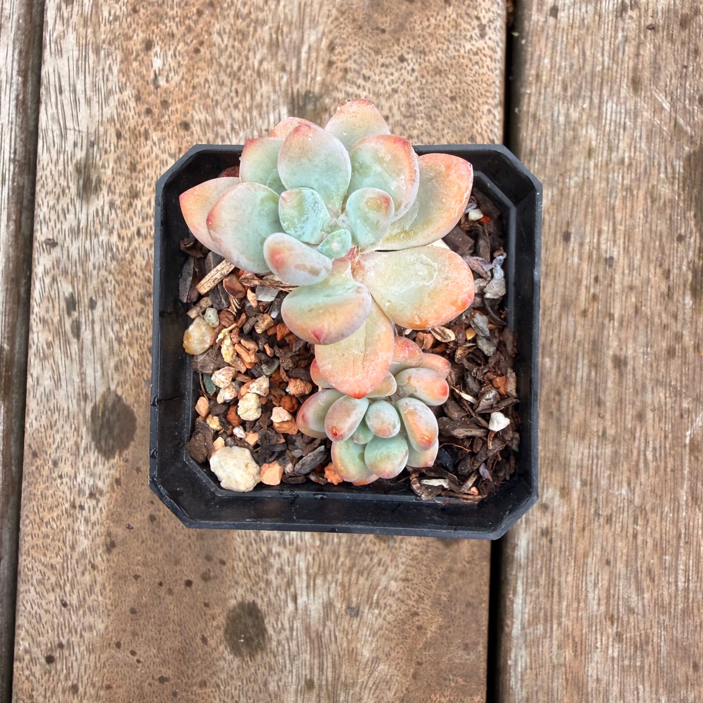 0704 香水