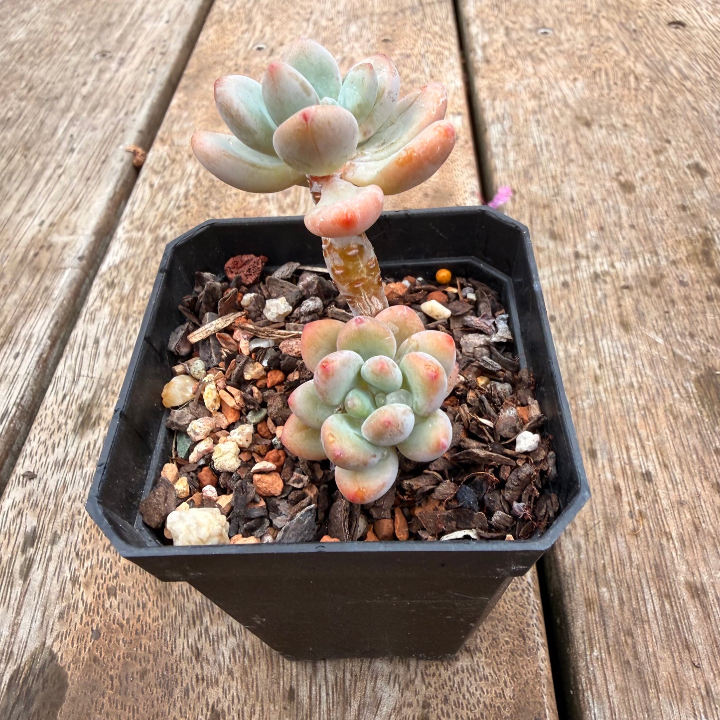 0704 香水