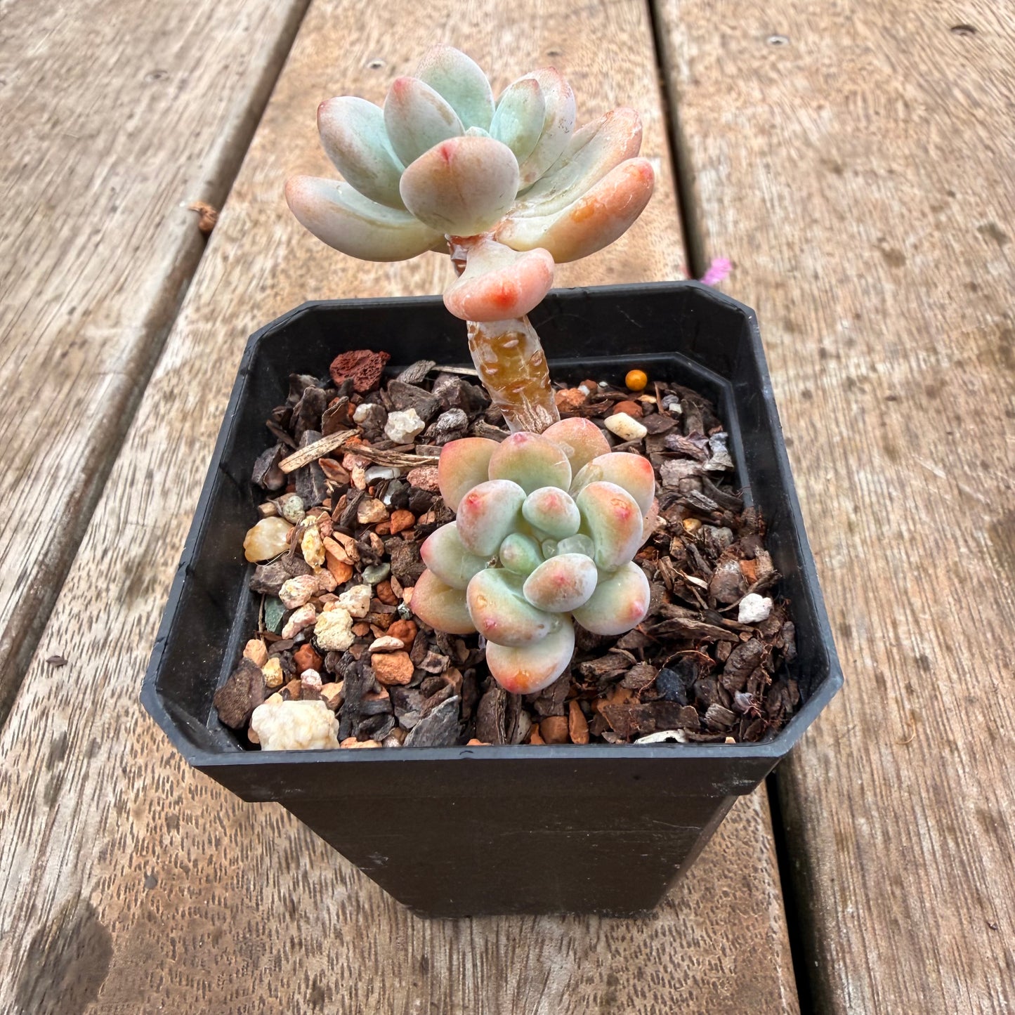 0704 香水