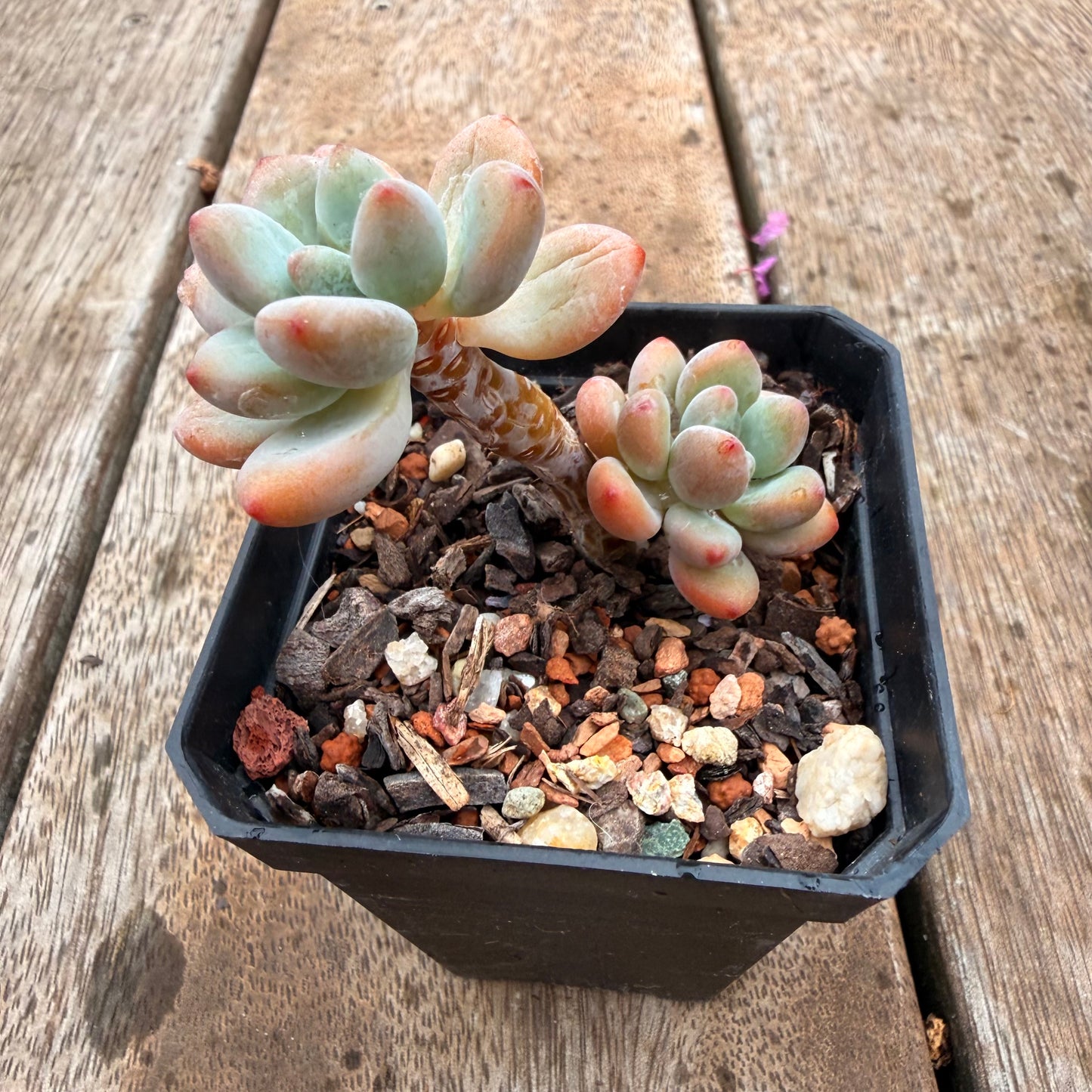 0704 香水