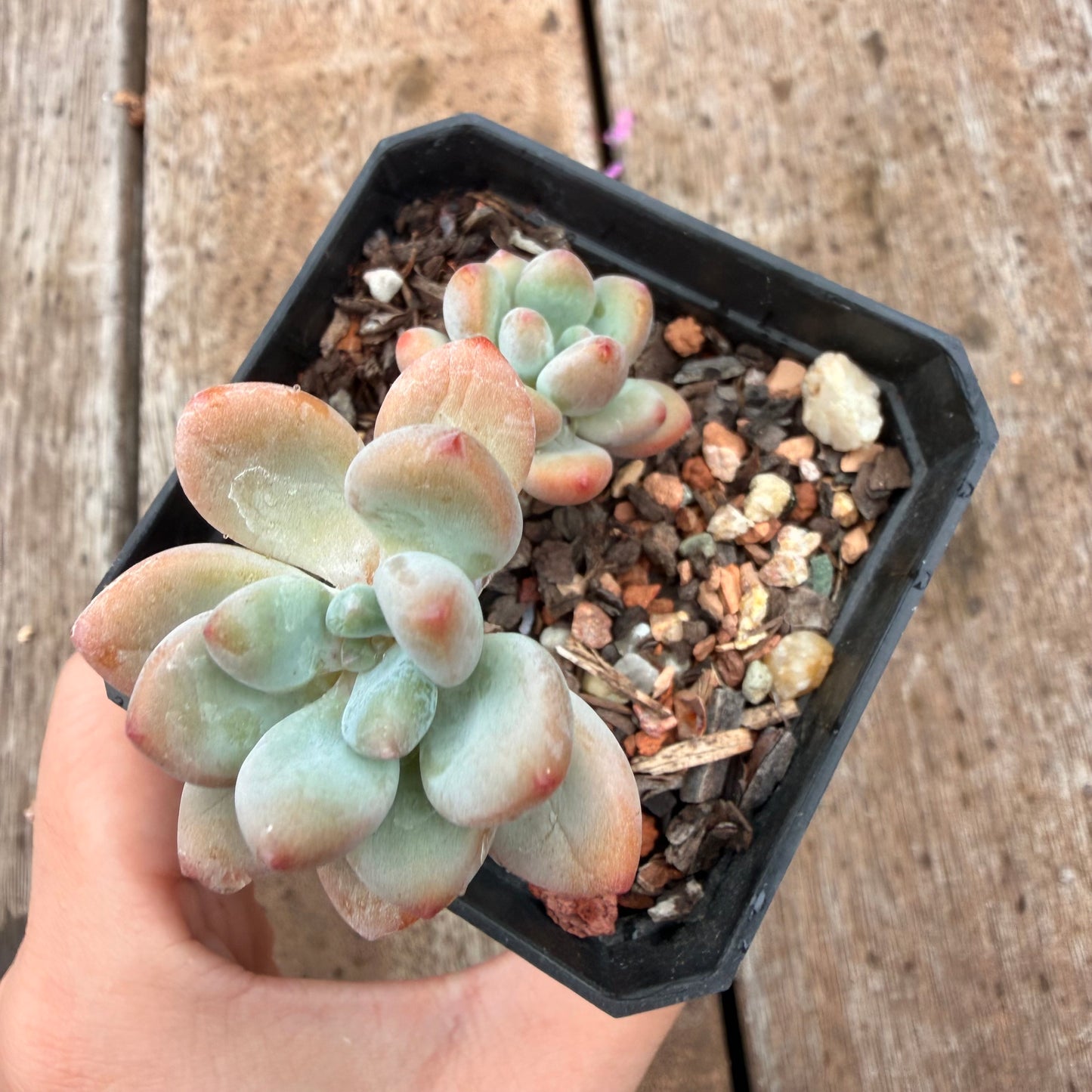 0704 香水