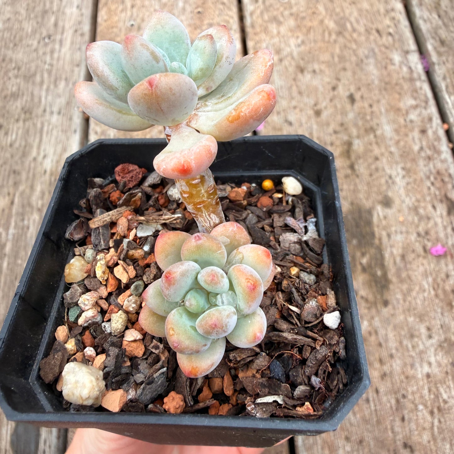 0704 香水