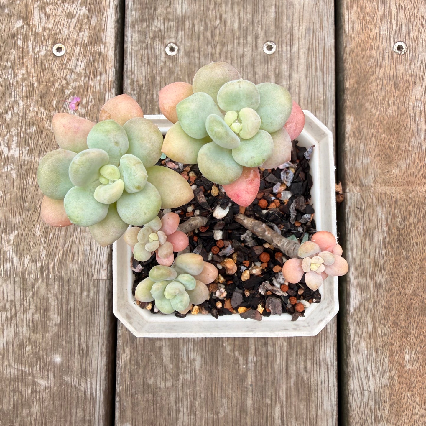 0704 凝脂莲x桃蛋