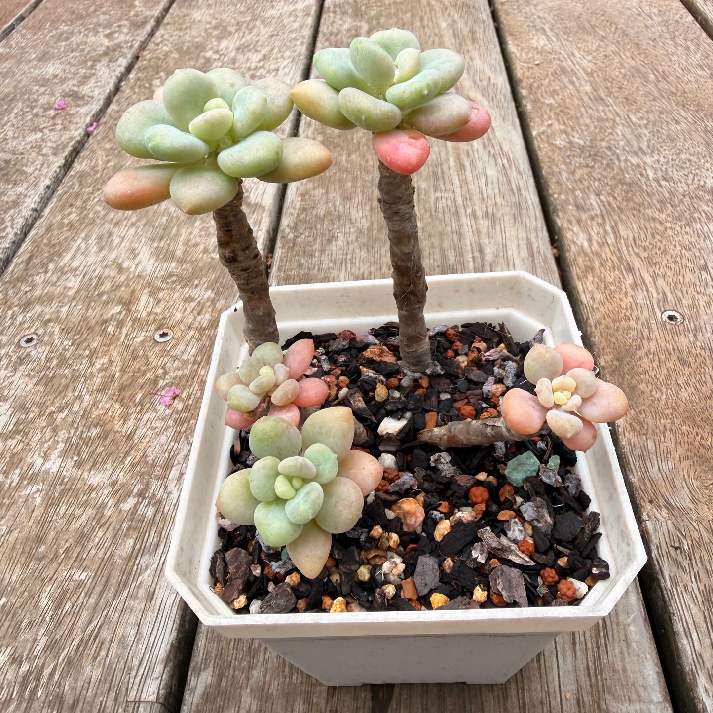 0704 凝脂莲x桃蛋