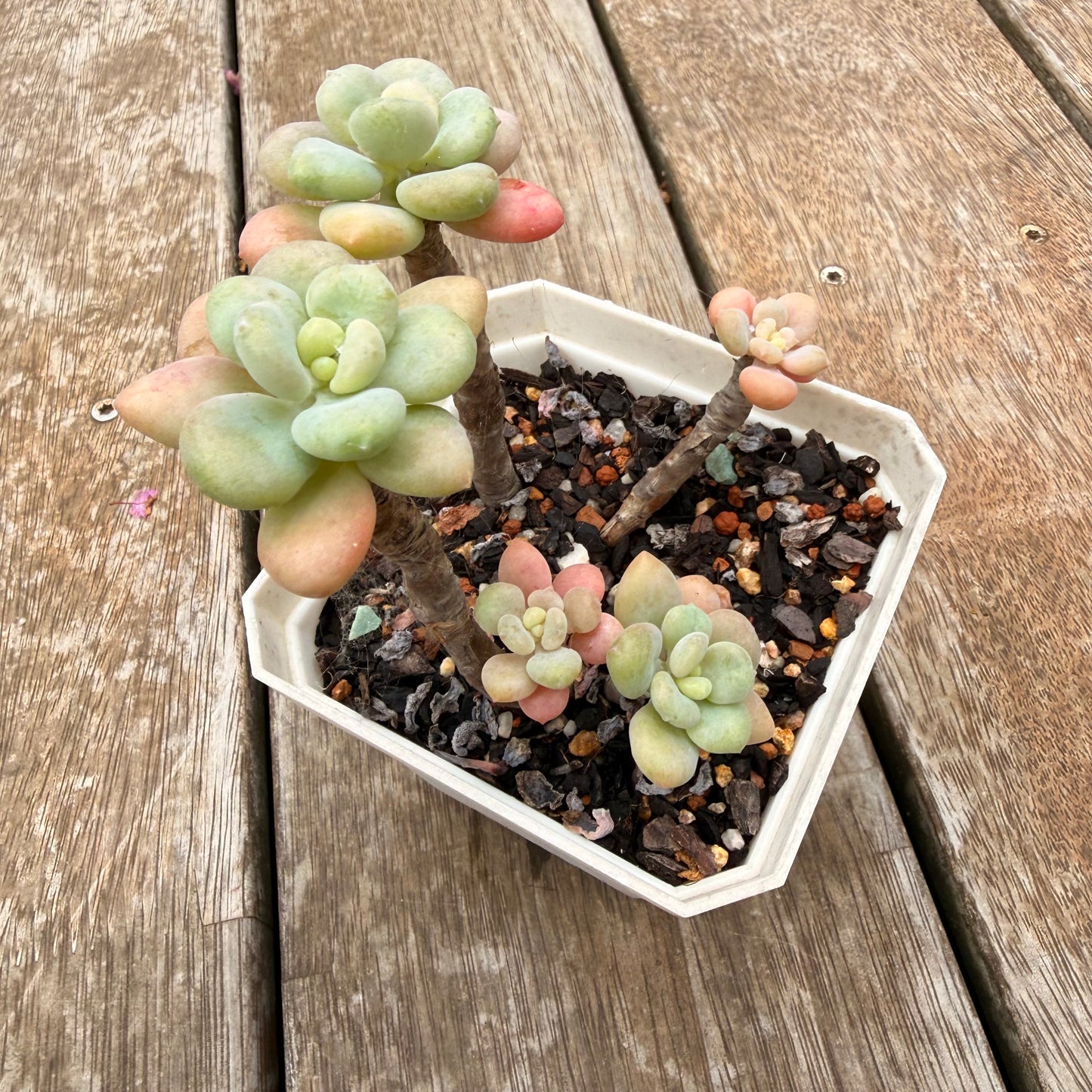 0704 凝脂莲x桃蛋