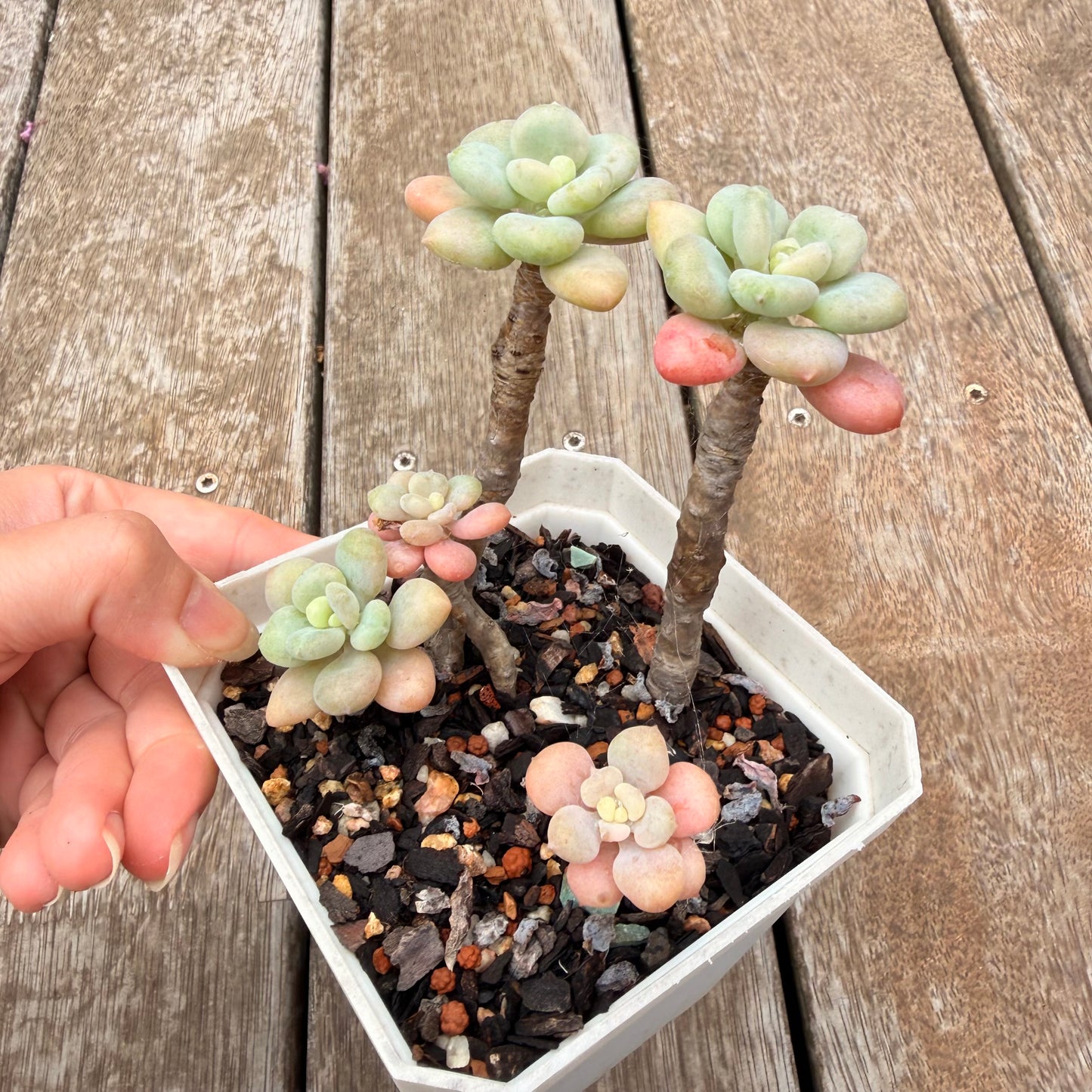 0704 凝脂莲x桃蛋