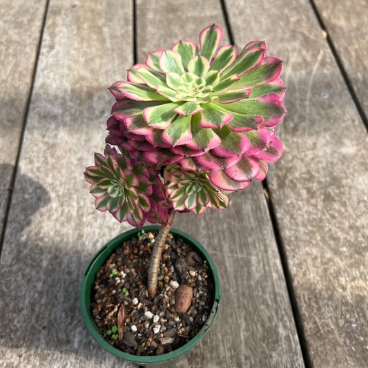 0705 Aeonium 'Red Garnet' Variegated
