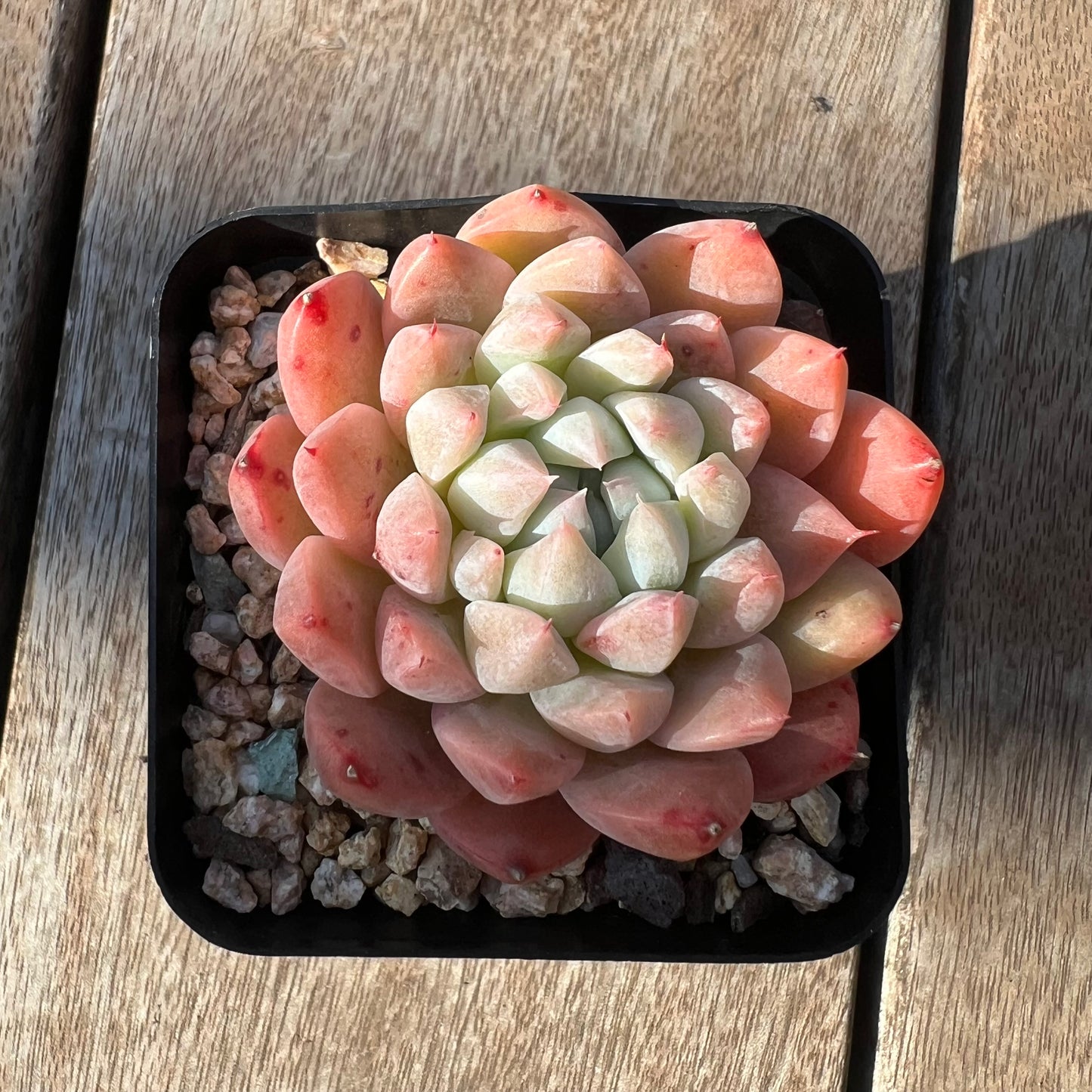 0705 Echeveria Alba 'Rumengling'