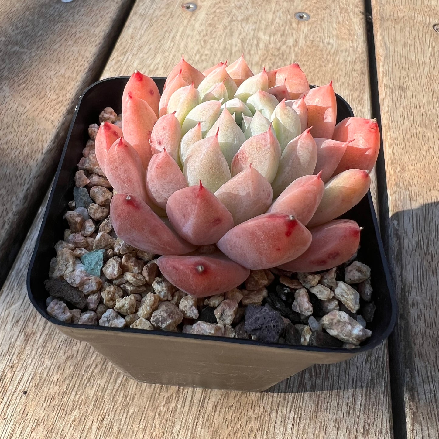 0705 Echeveria Alba 'Rumengling'