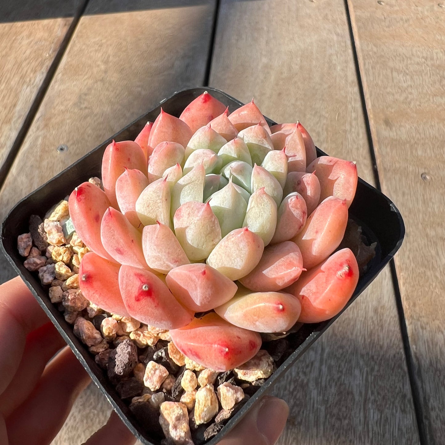 0705 Echeveria Alba 'Rumengling'