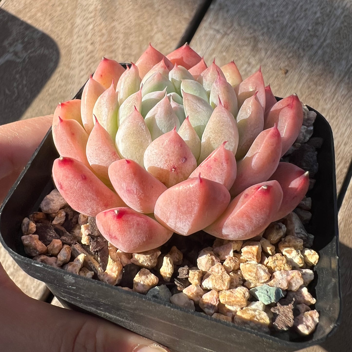 0705 Echeveria Alba 'Rumengling'