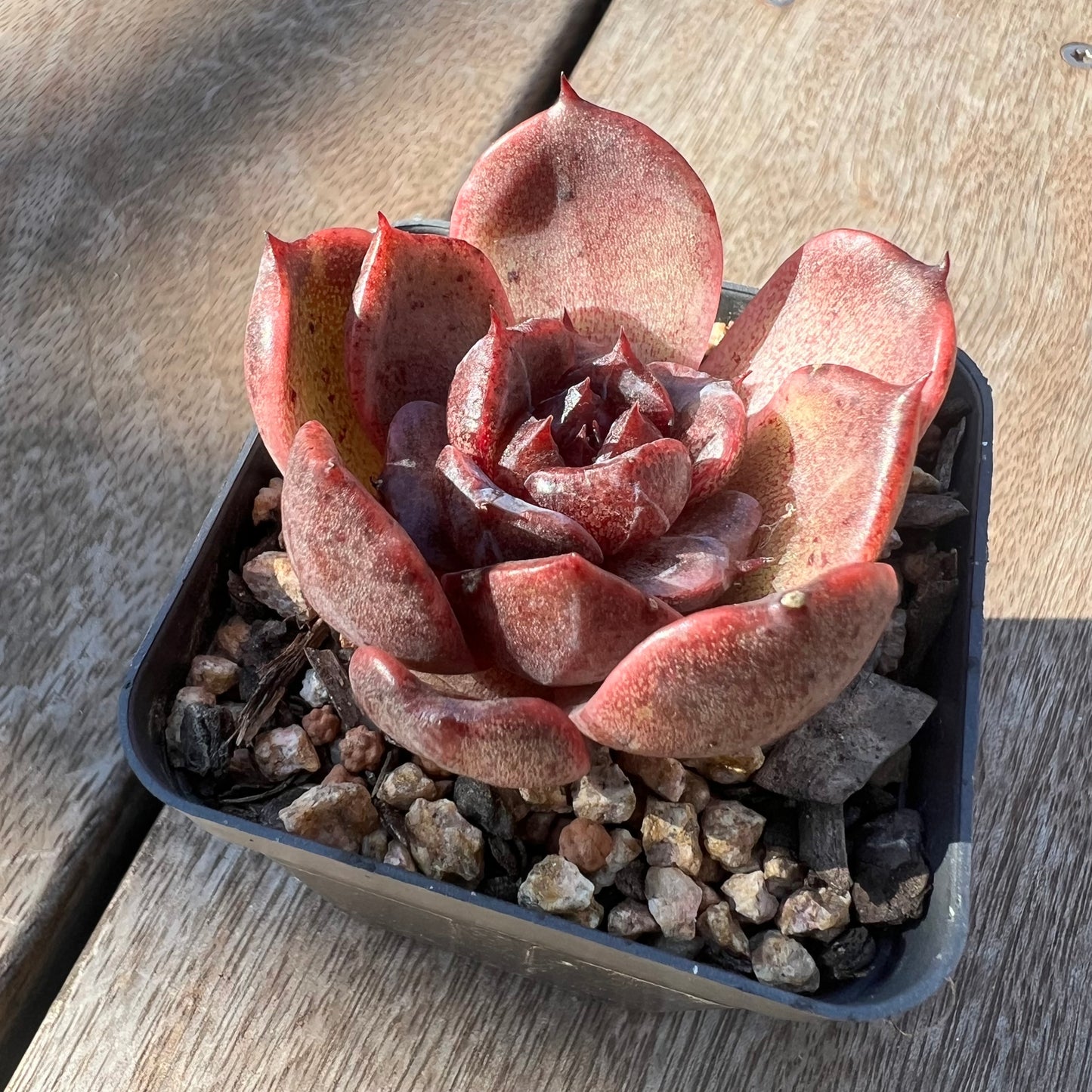 0705 Echeveria Black Crystal Rose