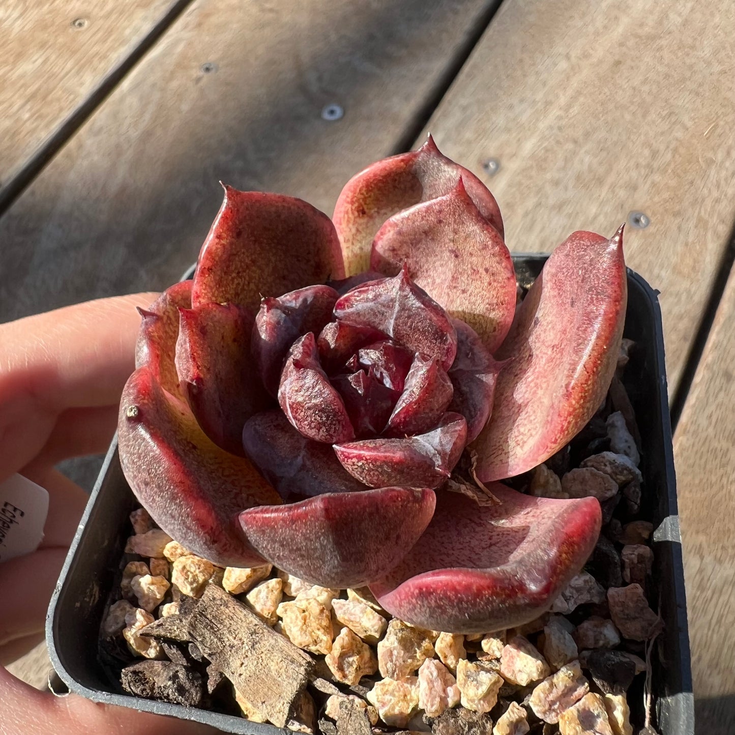 0705 Echeveria Black Crystal Rose