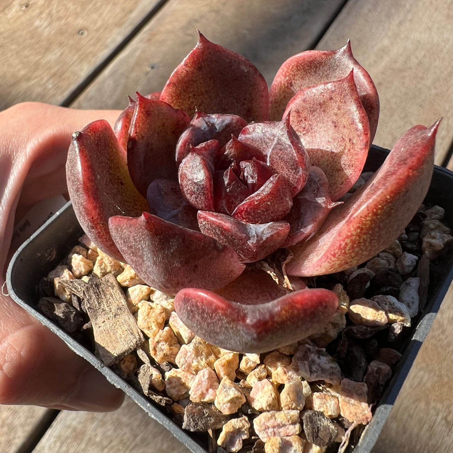 0705 Echeveria Black Crystal Rose