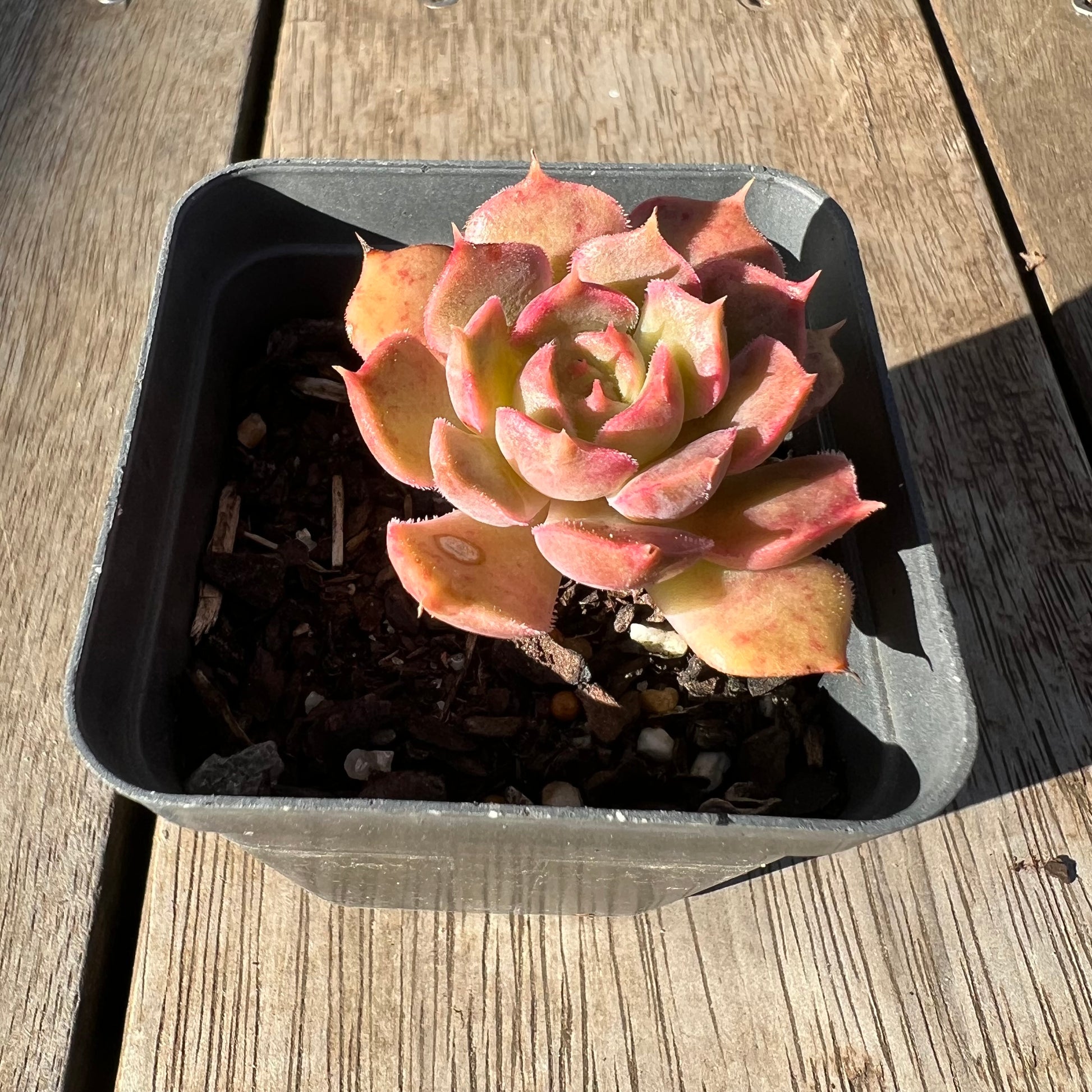 brown rose succulent 0705 Echeveria Brown Rose – Bella Succulent Garden