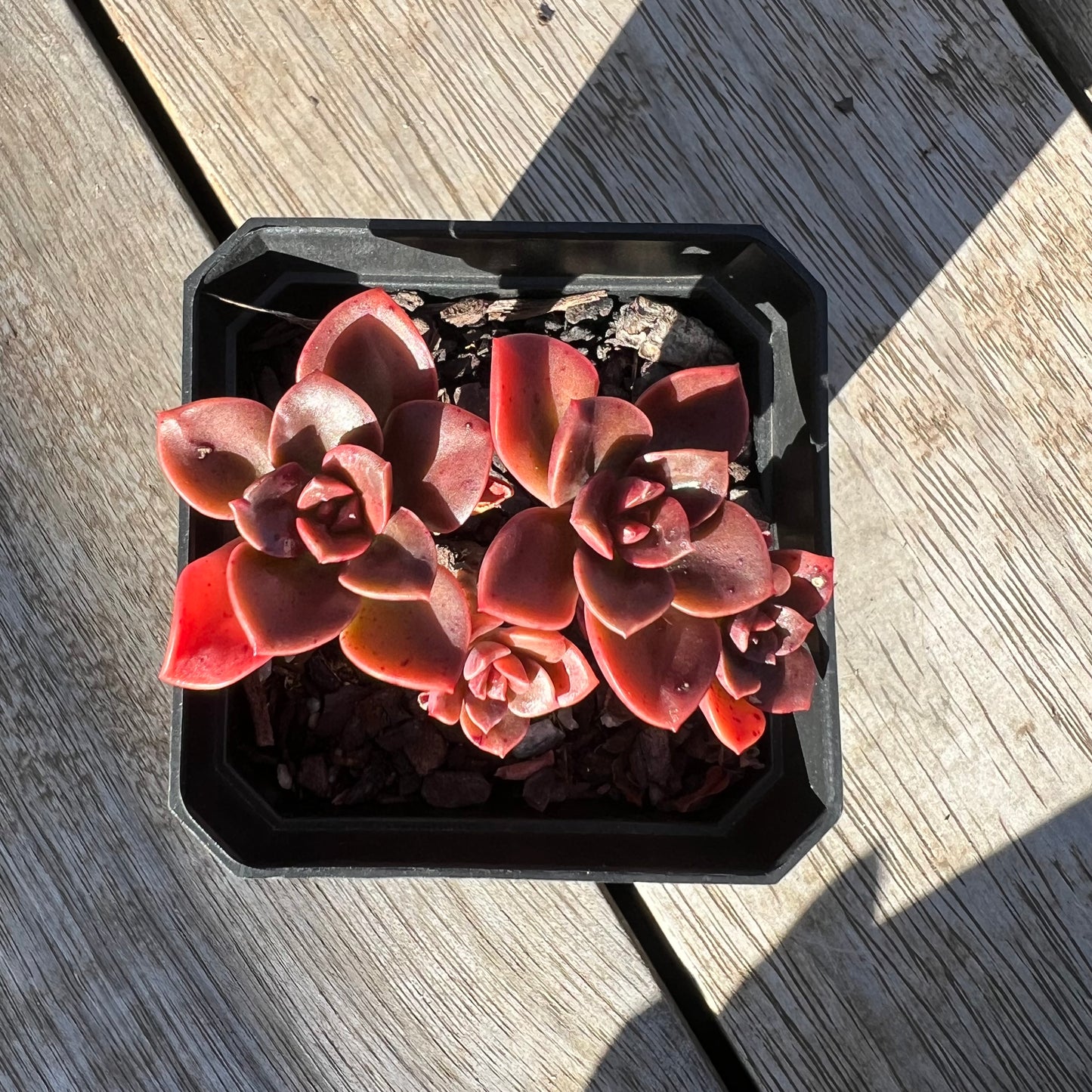 0705 Echeveria Chroma(multi)