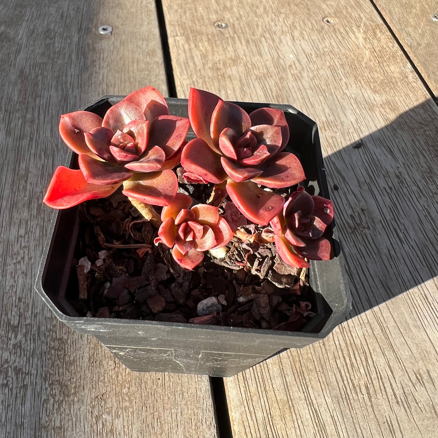 0705 Echeveria Chroma(multi)