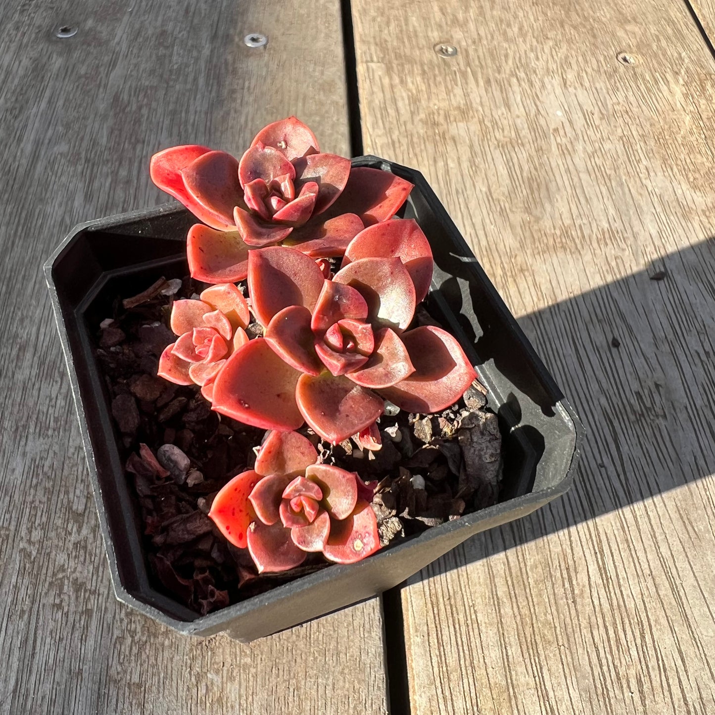 0705 Echeveria Chroma(multi)