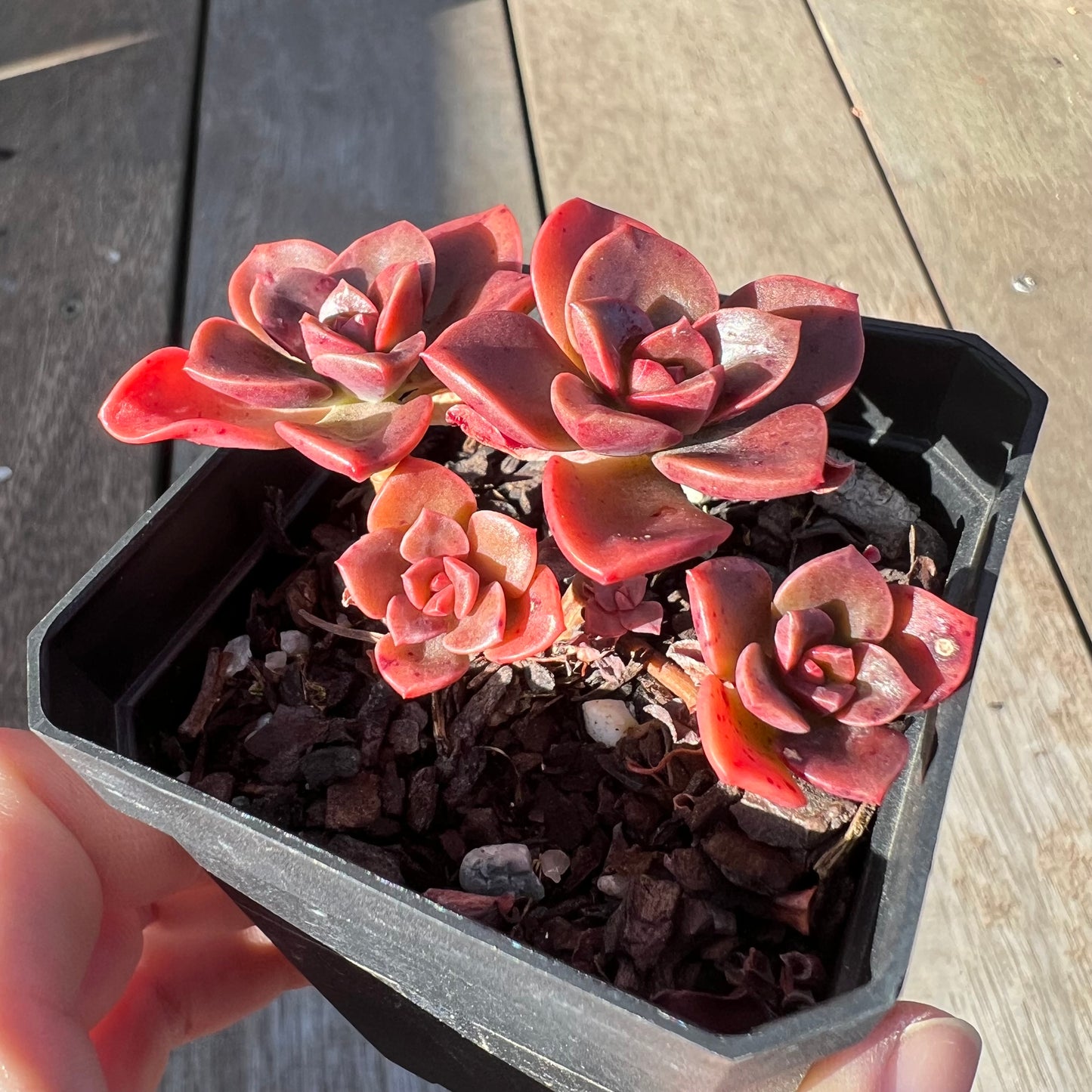 0705 Echeveria Chroma(multi)