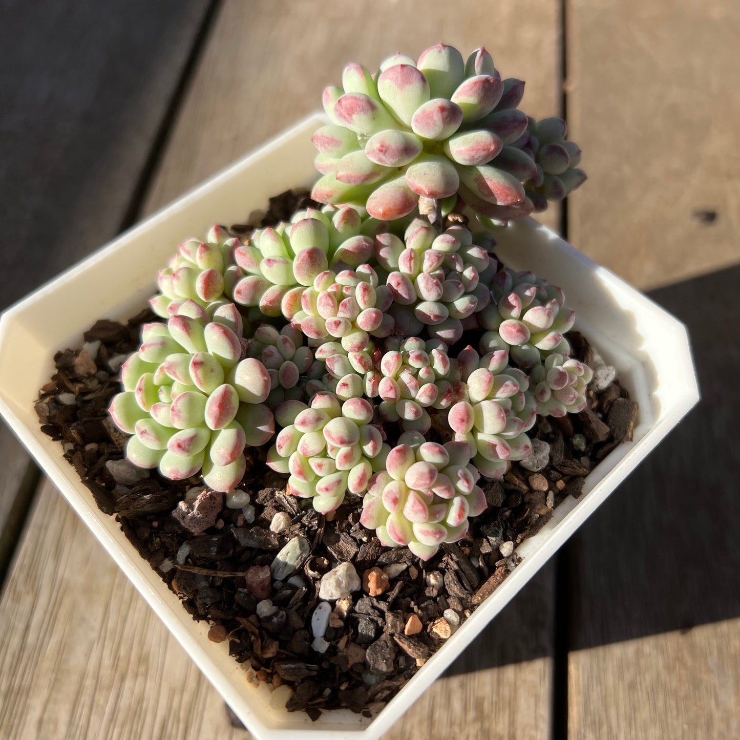 0705 Echeveria Cute Beans 'Moemame' (large clump)