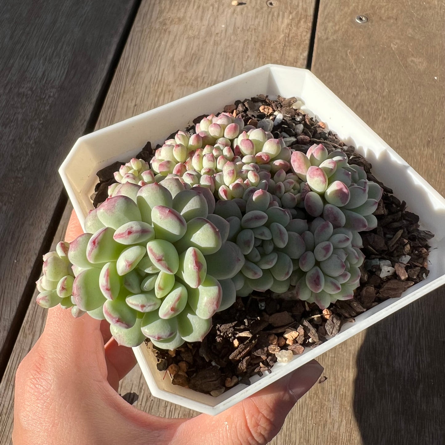 0705 Echeveria Cute Beans 'Moemame' (large clump)