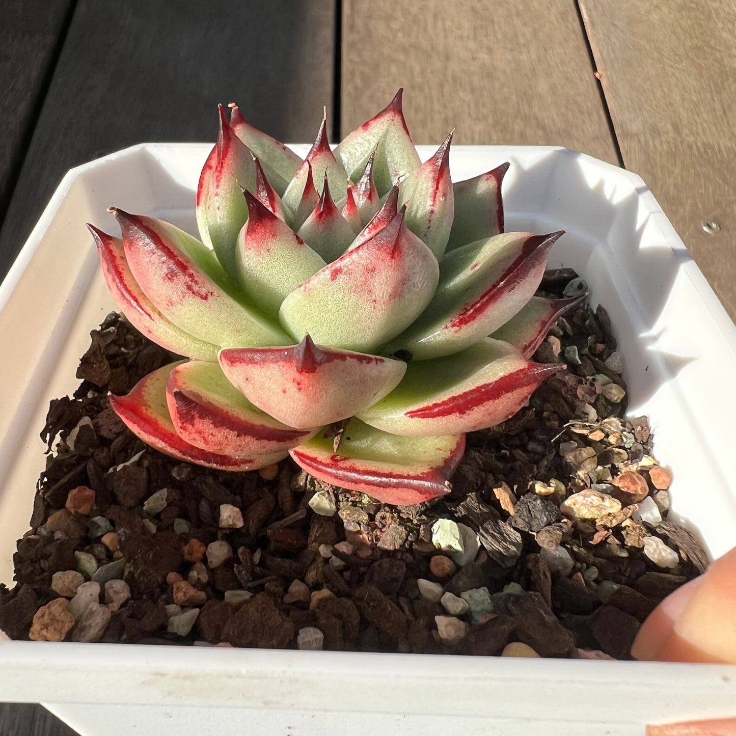 0705 Echeveria Lovely Q