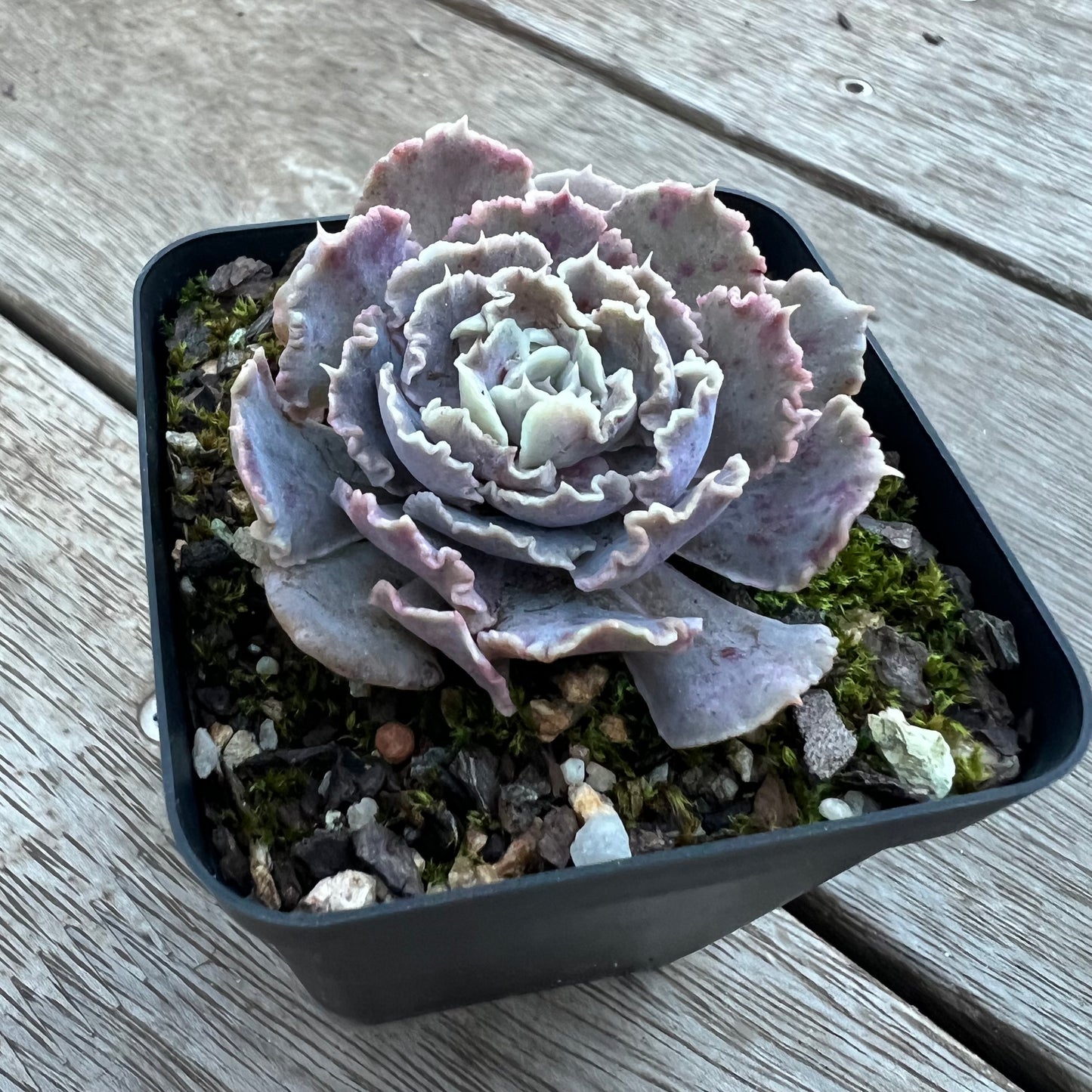 0705 Echeveria Shaviana 'Truffles'