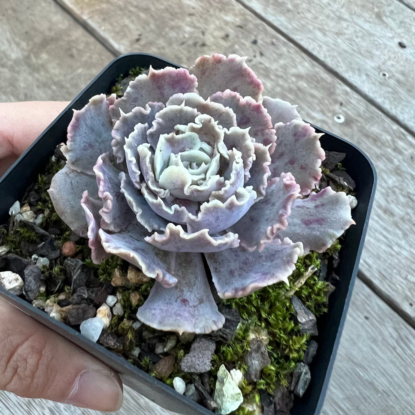 0705 Echeveria Shaviana 'Truffles'