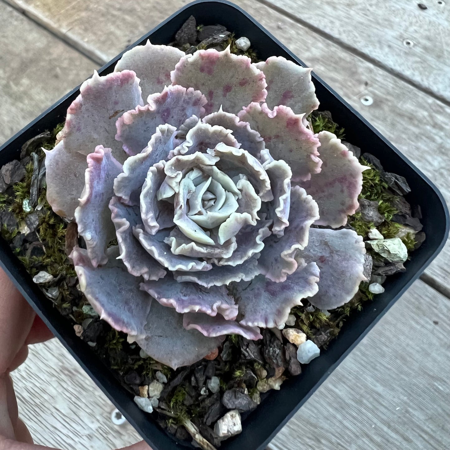 0705 Echeveria Shaviana 'Truffles'