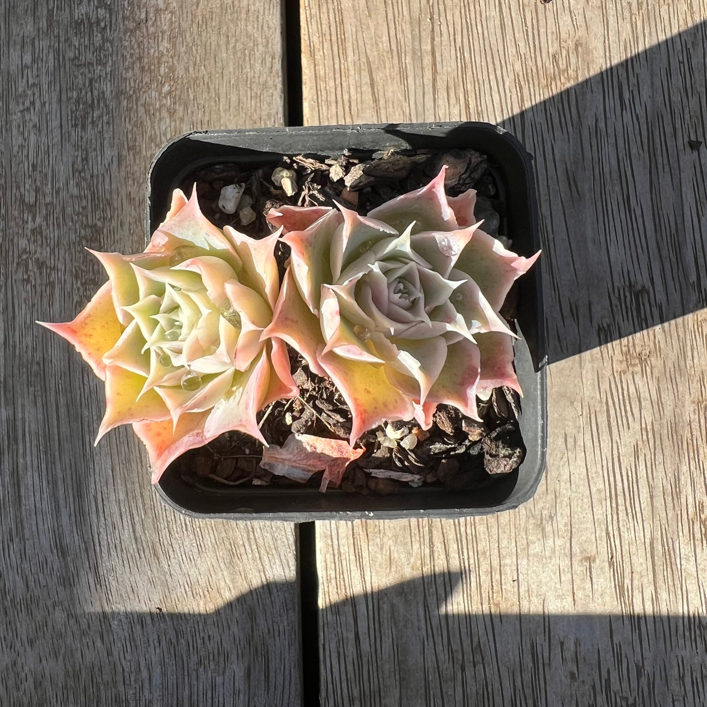 0705 Echeveria Simulans 'Laguna Sanchez' (double)