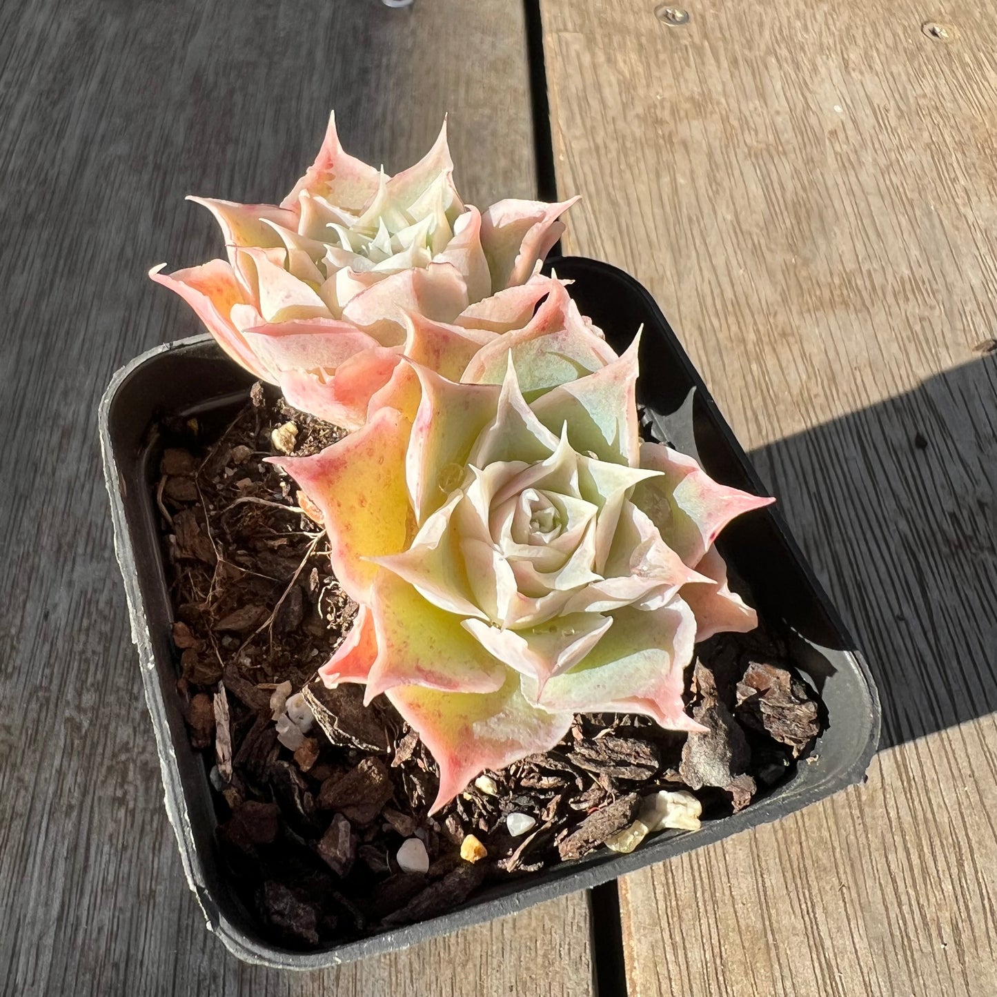 0705 Echeveria Simulans 'Laguna Sanchez' (double)