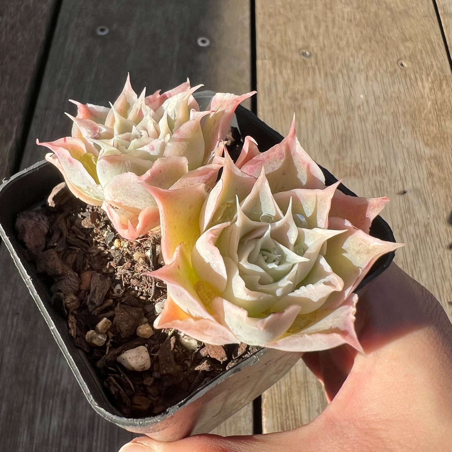 0705 Echeveria Simulans 'Laguna Sanchez' (double)