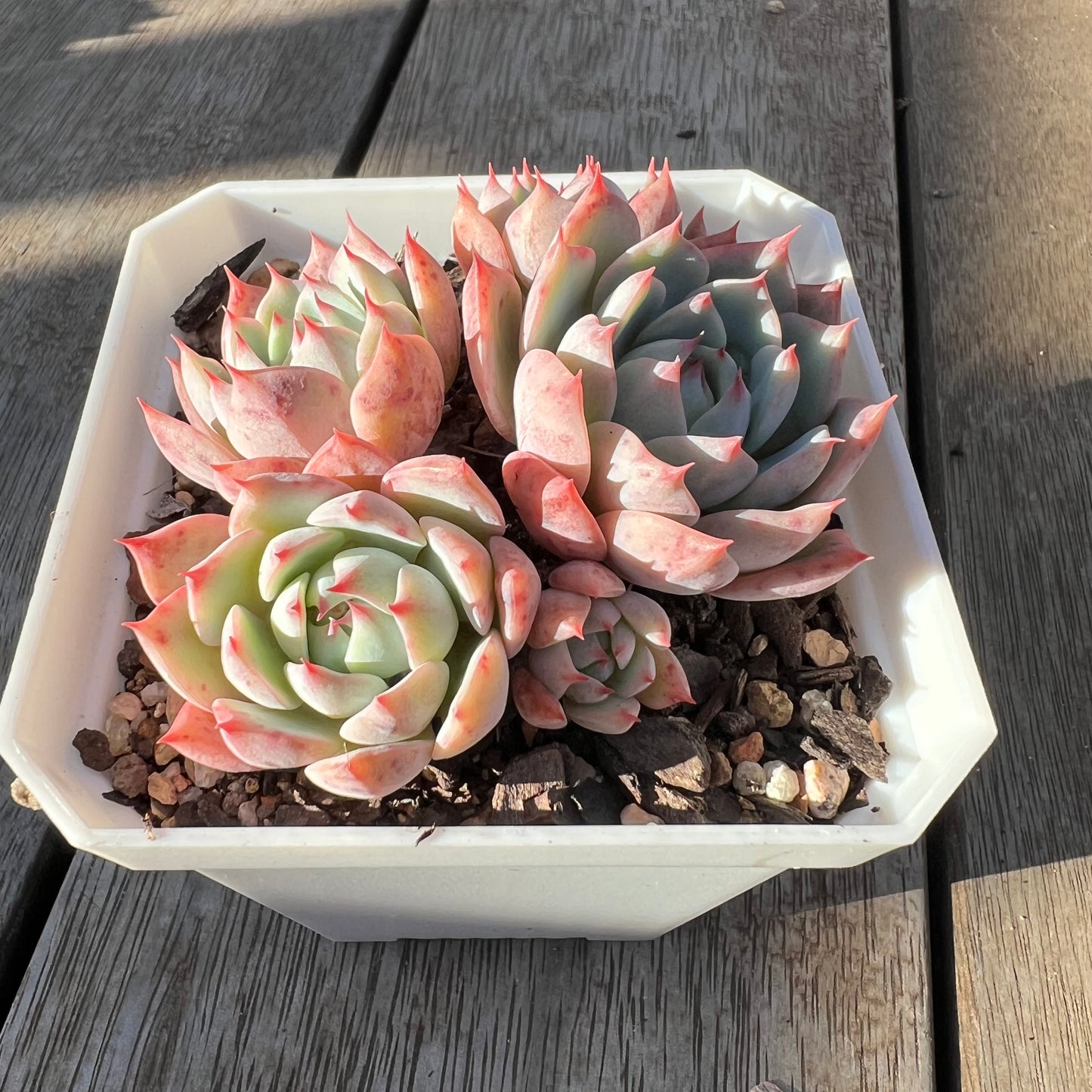 0705 Echeveria Tippy (Multi)