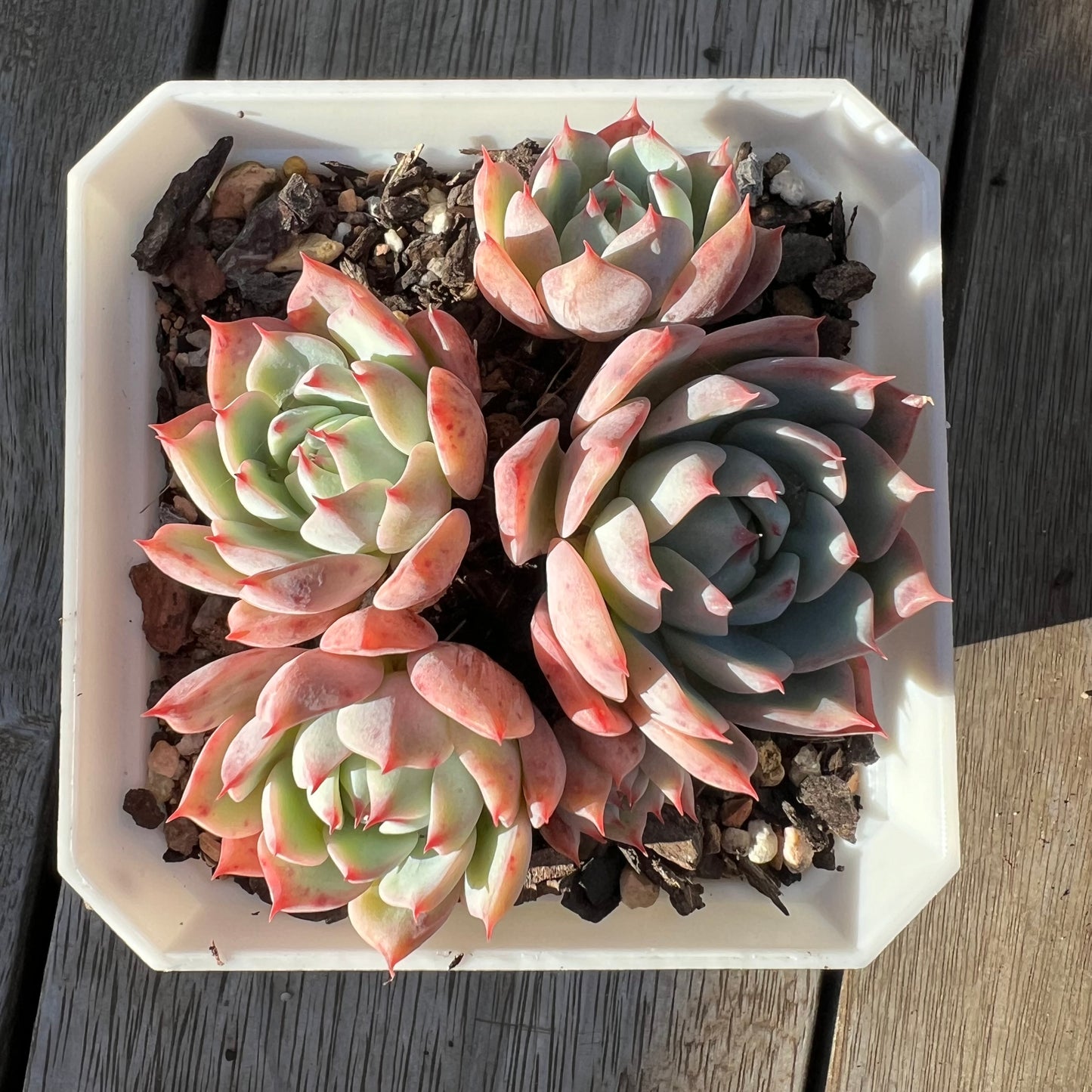 0705 Echeveria Tippy (Multi)