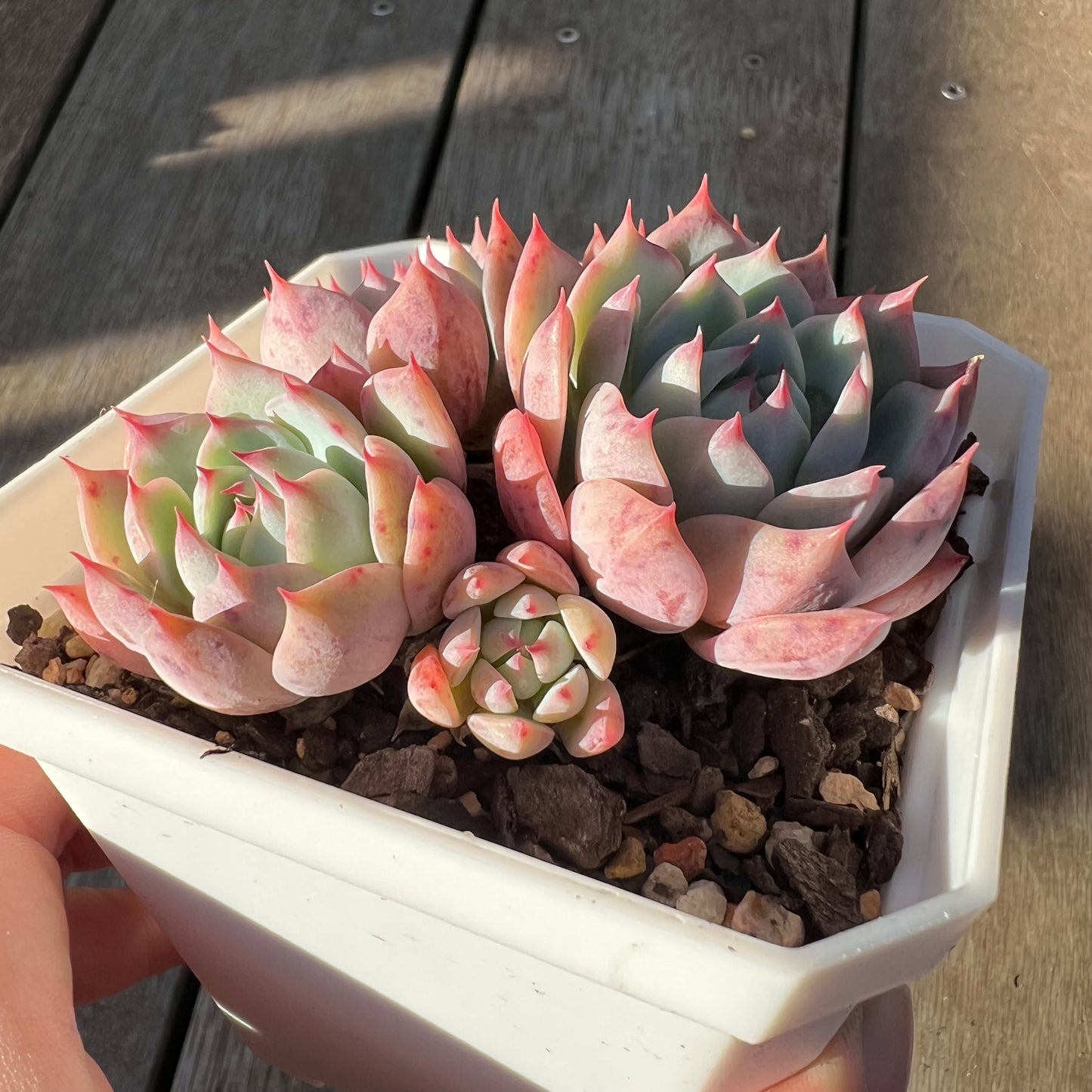 0705 Echeveria Tippy (Multi)