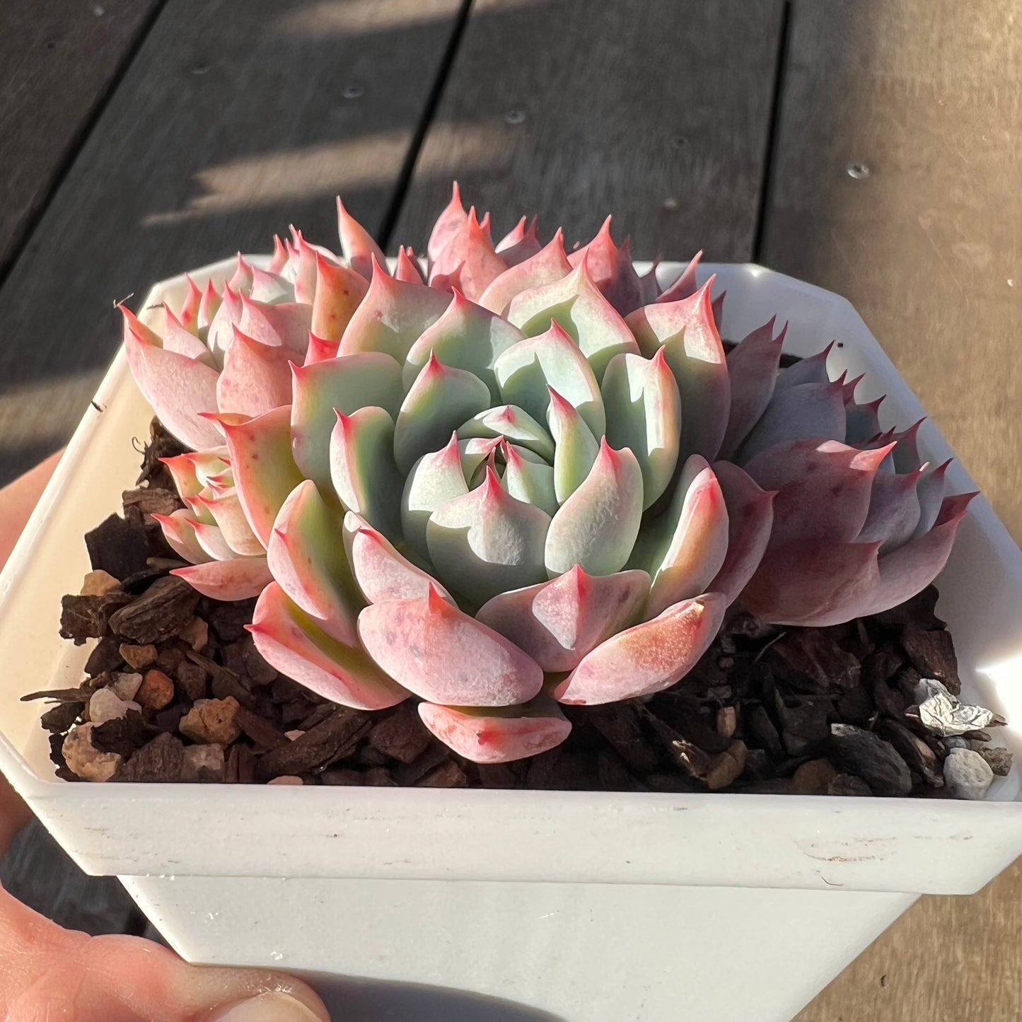 0705 Echeveria Tippy (Multi)