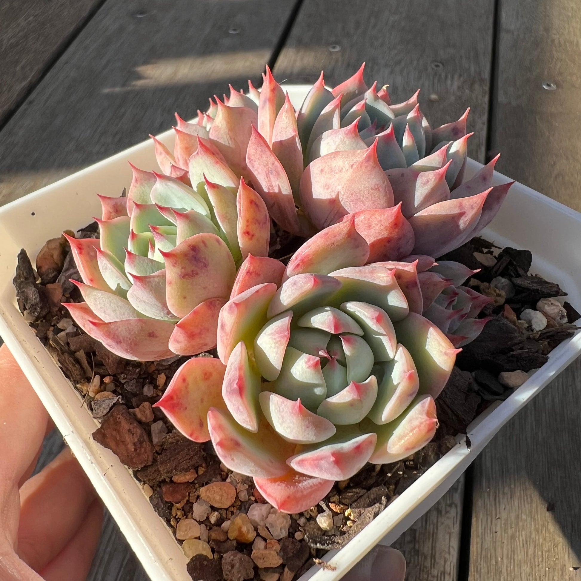 echeveria tippy pink succulent 0705 Echeveria Tippy (Multi)