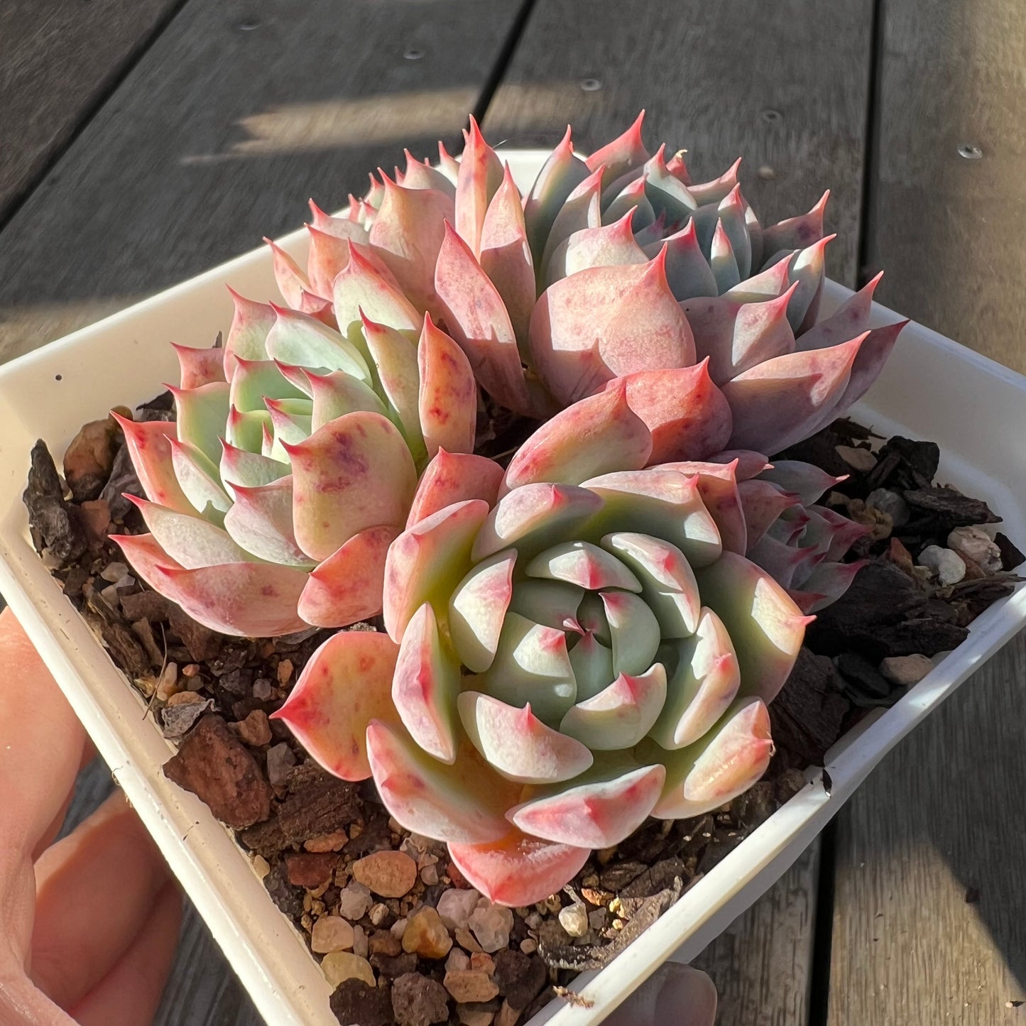 0705 Echeveria Tippy (Multi)