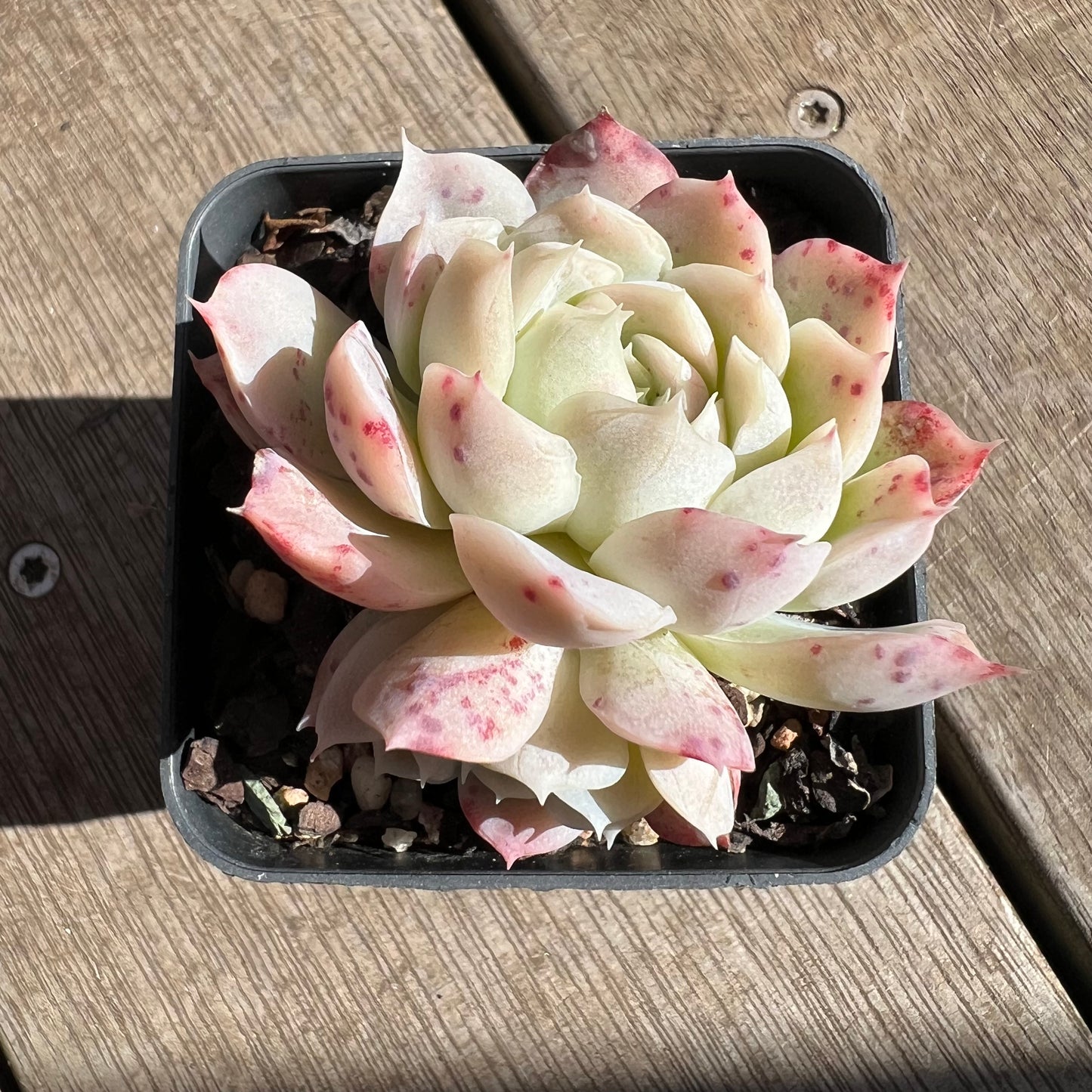 0705 Echeveria Xichu